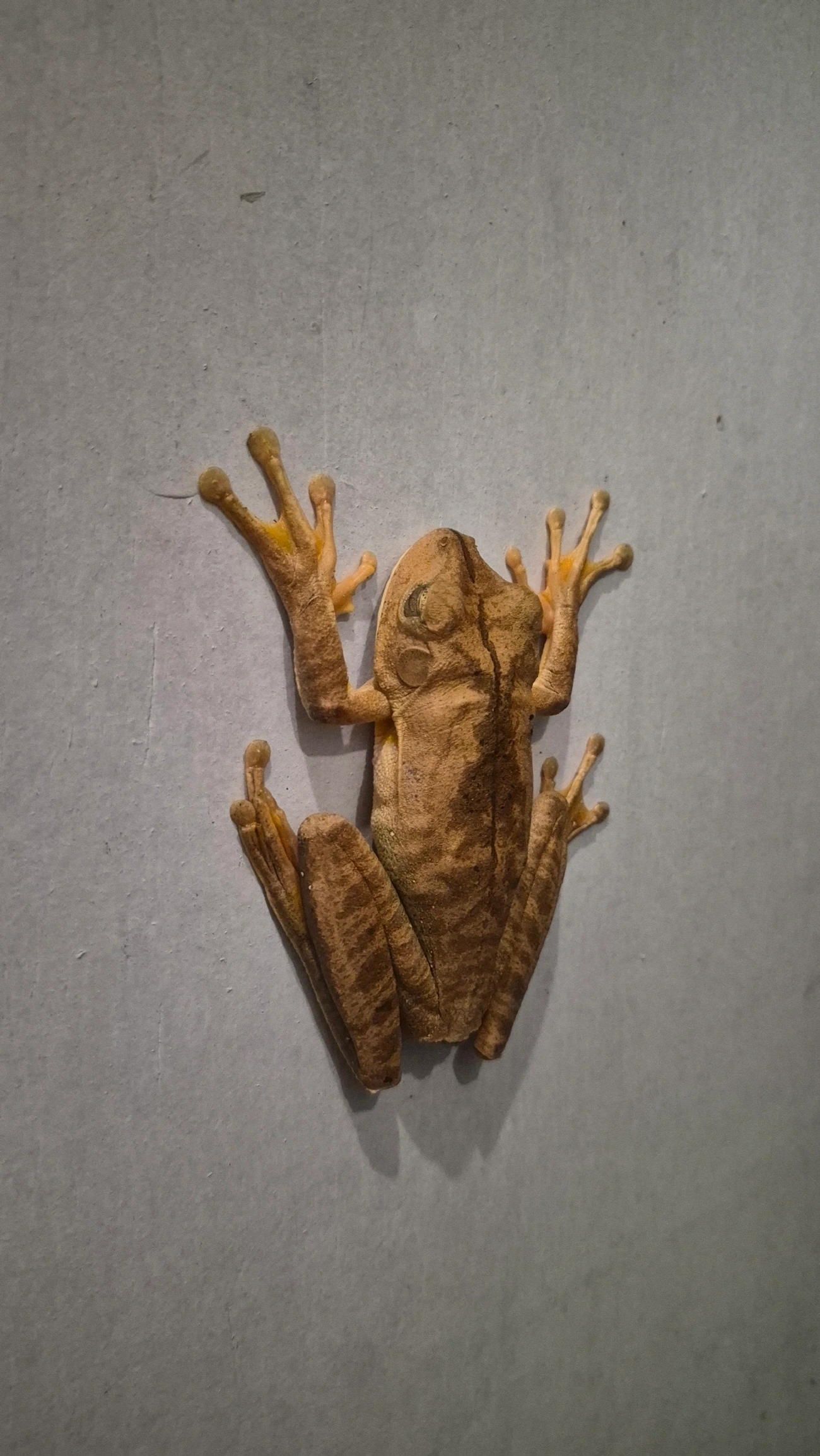 Sapo-martelo (Boana faber), anfíbios, fotografado em Maresias, São Sebastião
