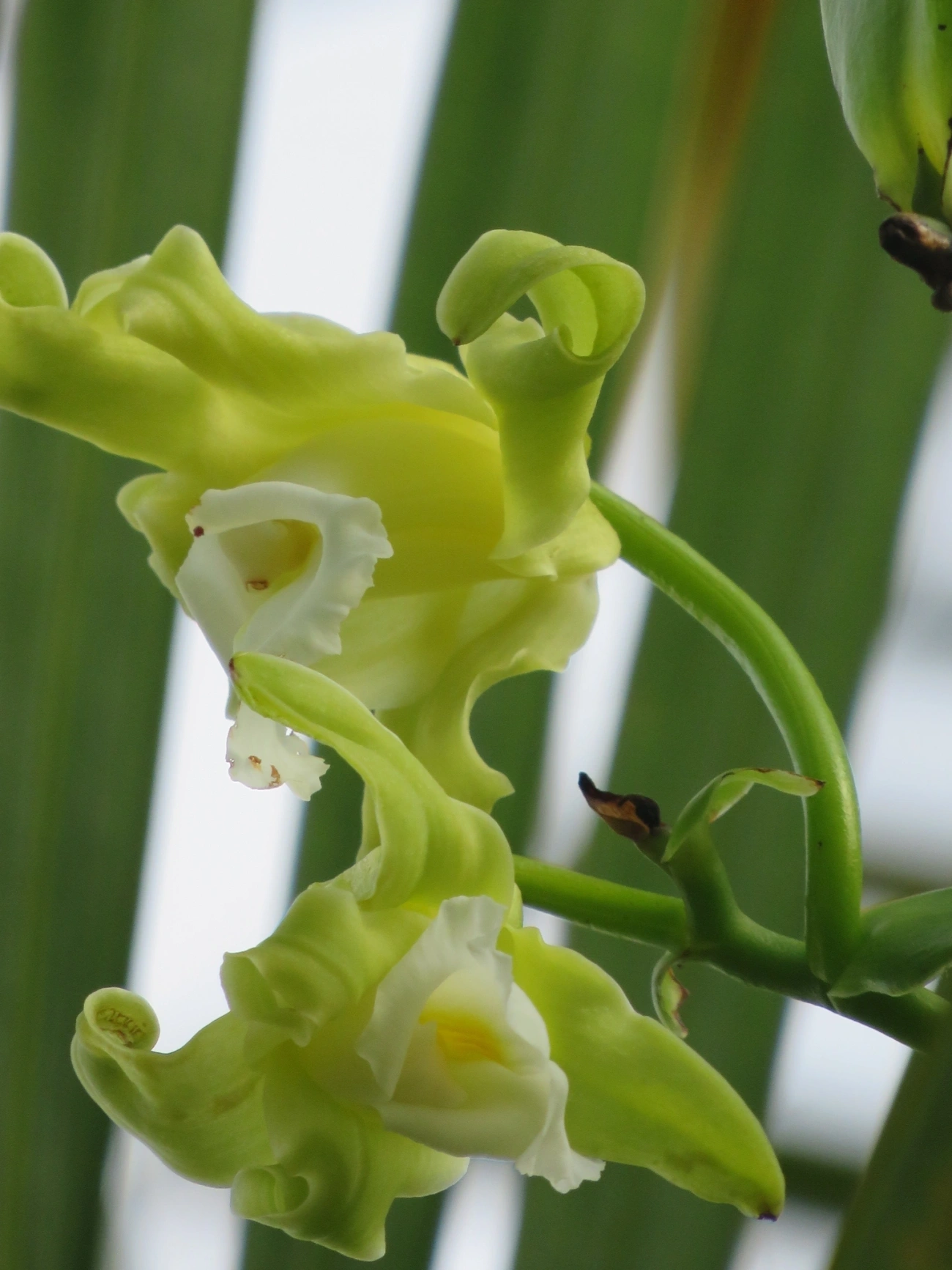 Baunilha (Vanilla arcuata), plantas, fotografado em Maresias, São Sebastião