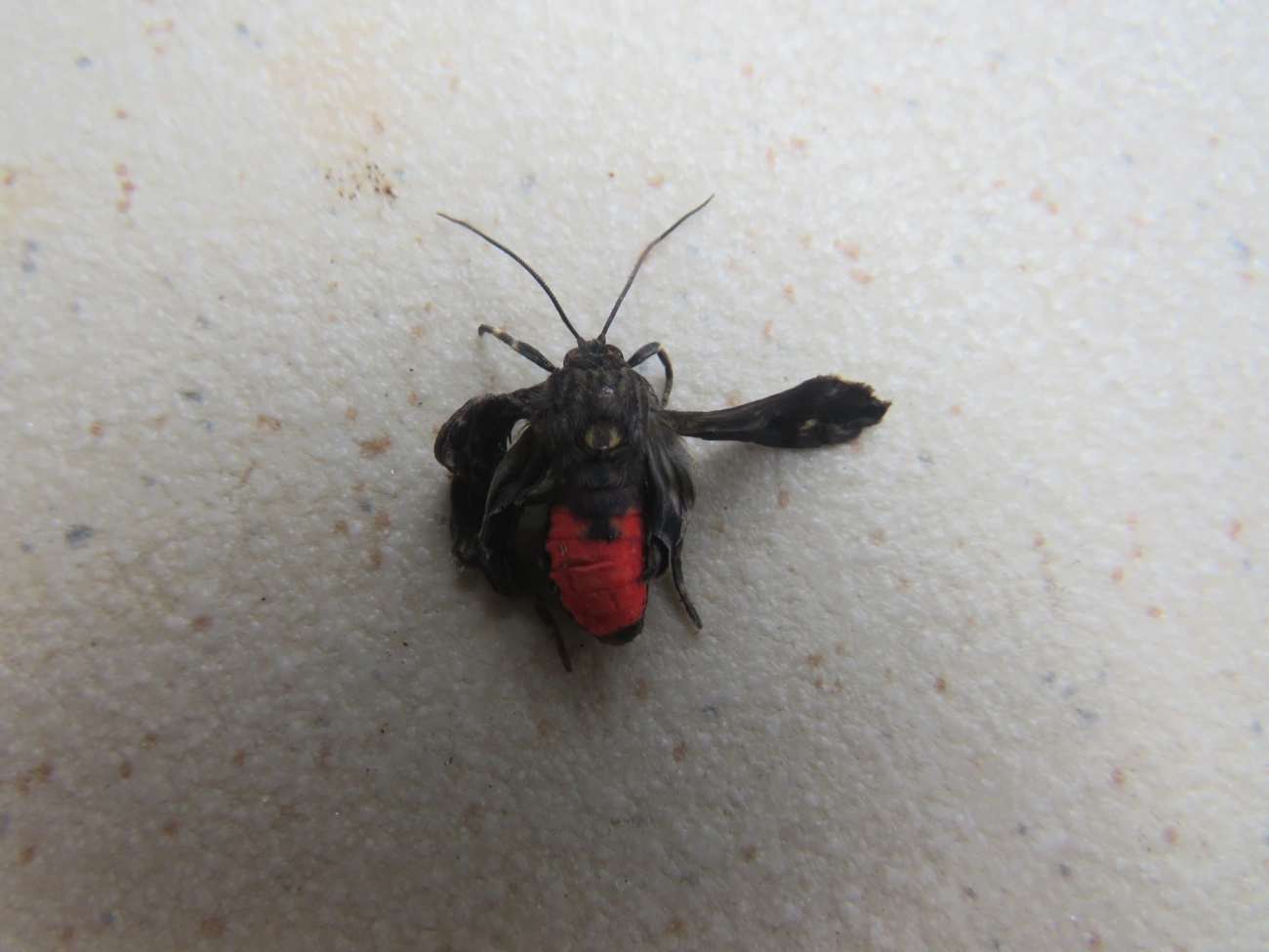 Mariposa-mímica-de-vespa-de-pontas-escarlates (Dinia eagrus), insetos, fotografado em Maresias, São Sebastião