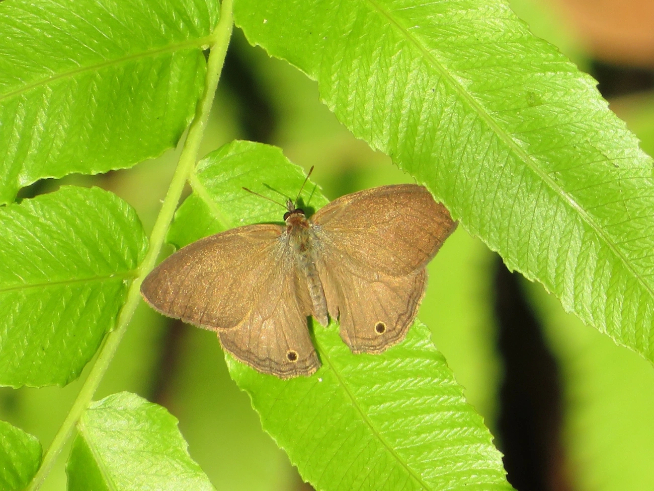 Satirinho-de-Hermes (Hermeuptychia hermes), insetos, fotografado em Maresias, São Sebastião