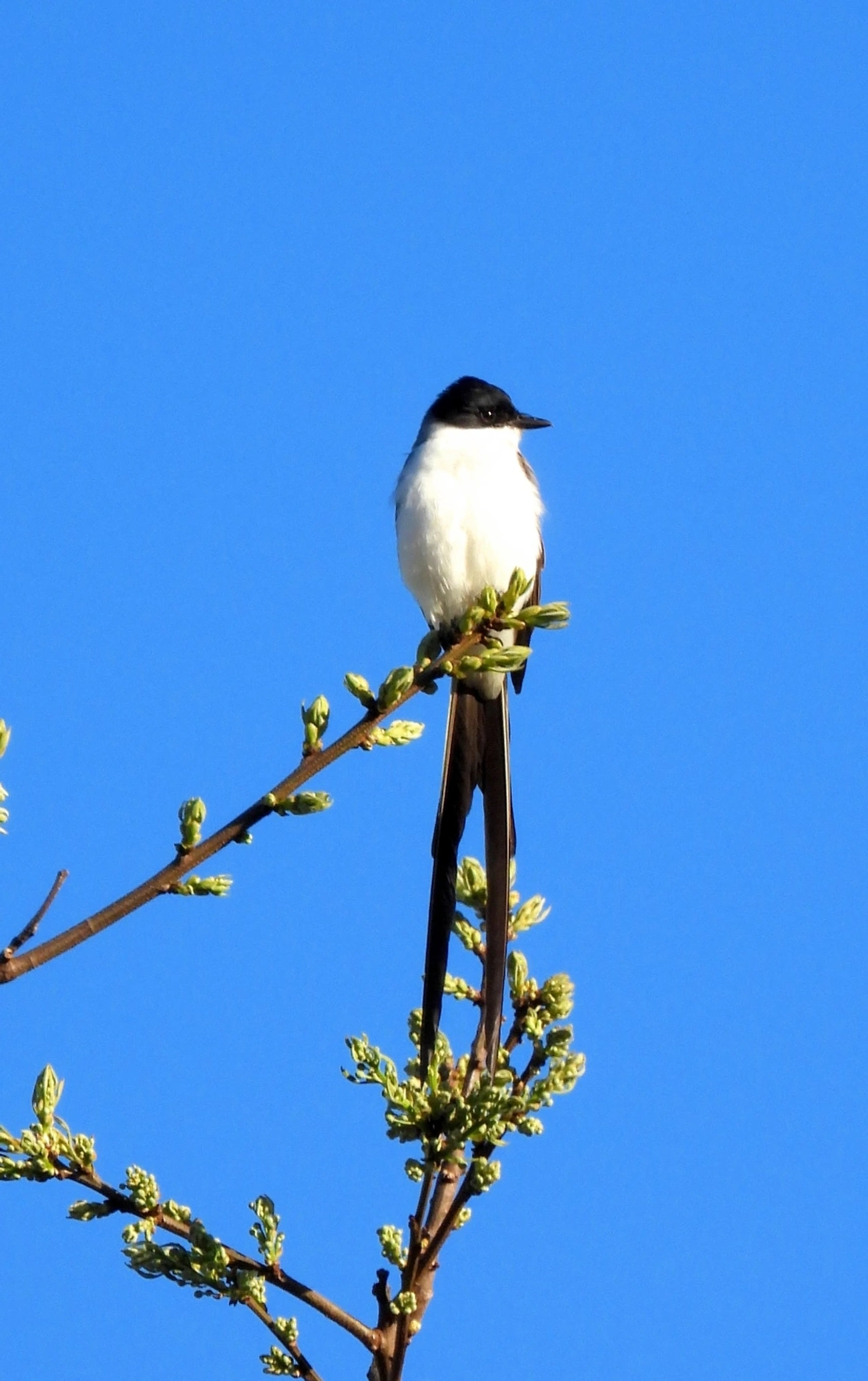 Tesourinha (Tyrannus savana), aves, fotografado em Cunha