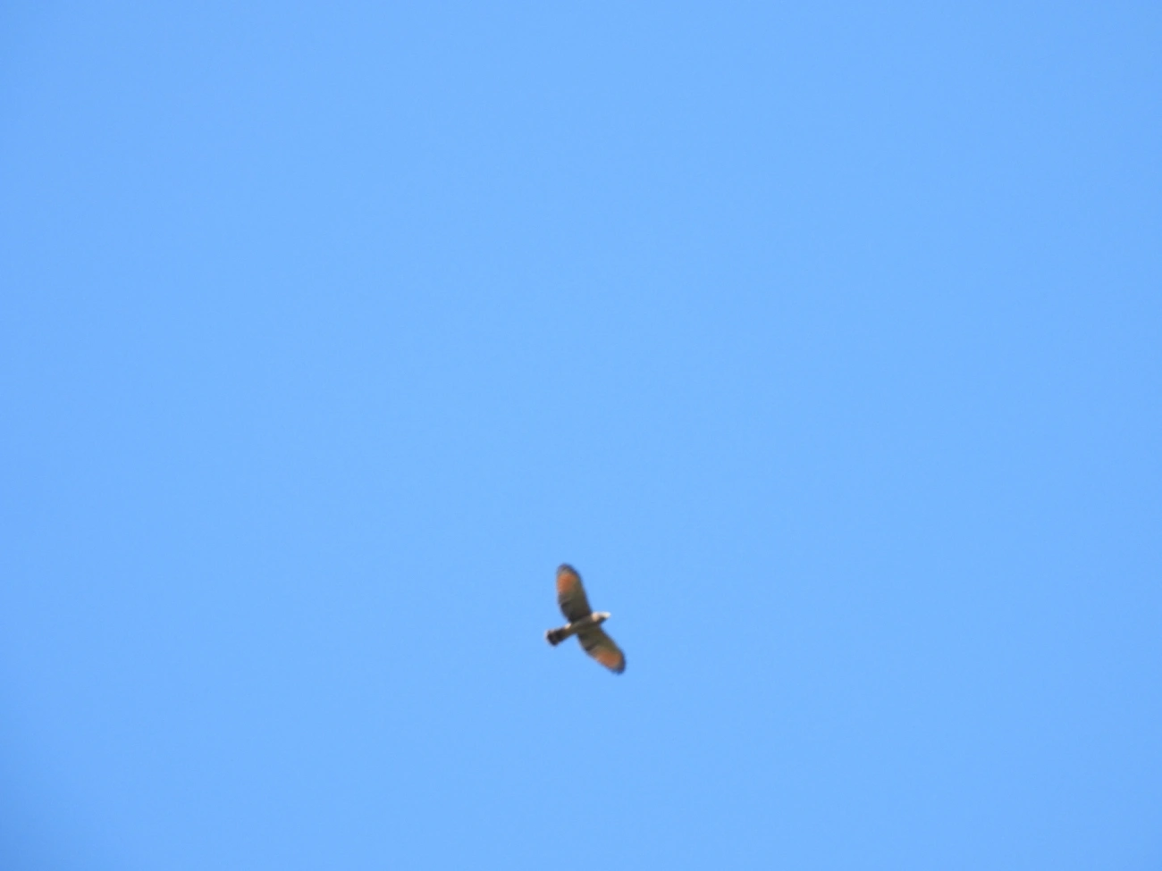 Gavião-carijó (Rupornis magnirostris), aves, fotografado em Eng. Passos, Resende