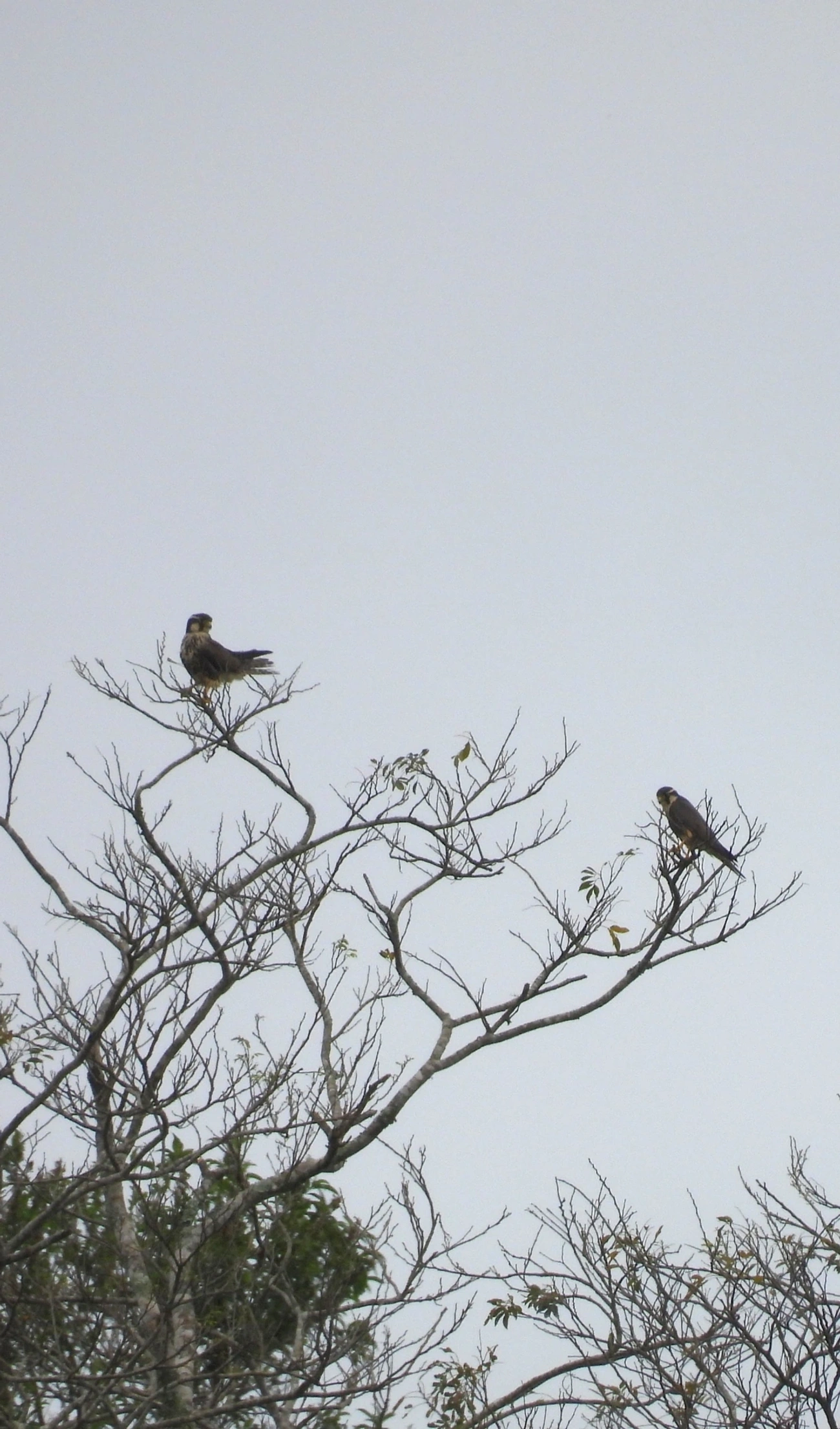 Falcão-de-coleira (Falco femoralis), aves, fotografado em Santa Isabel