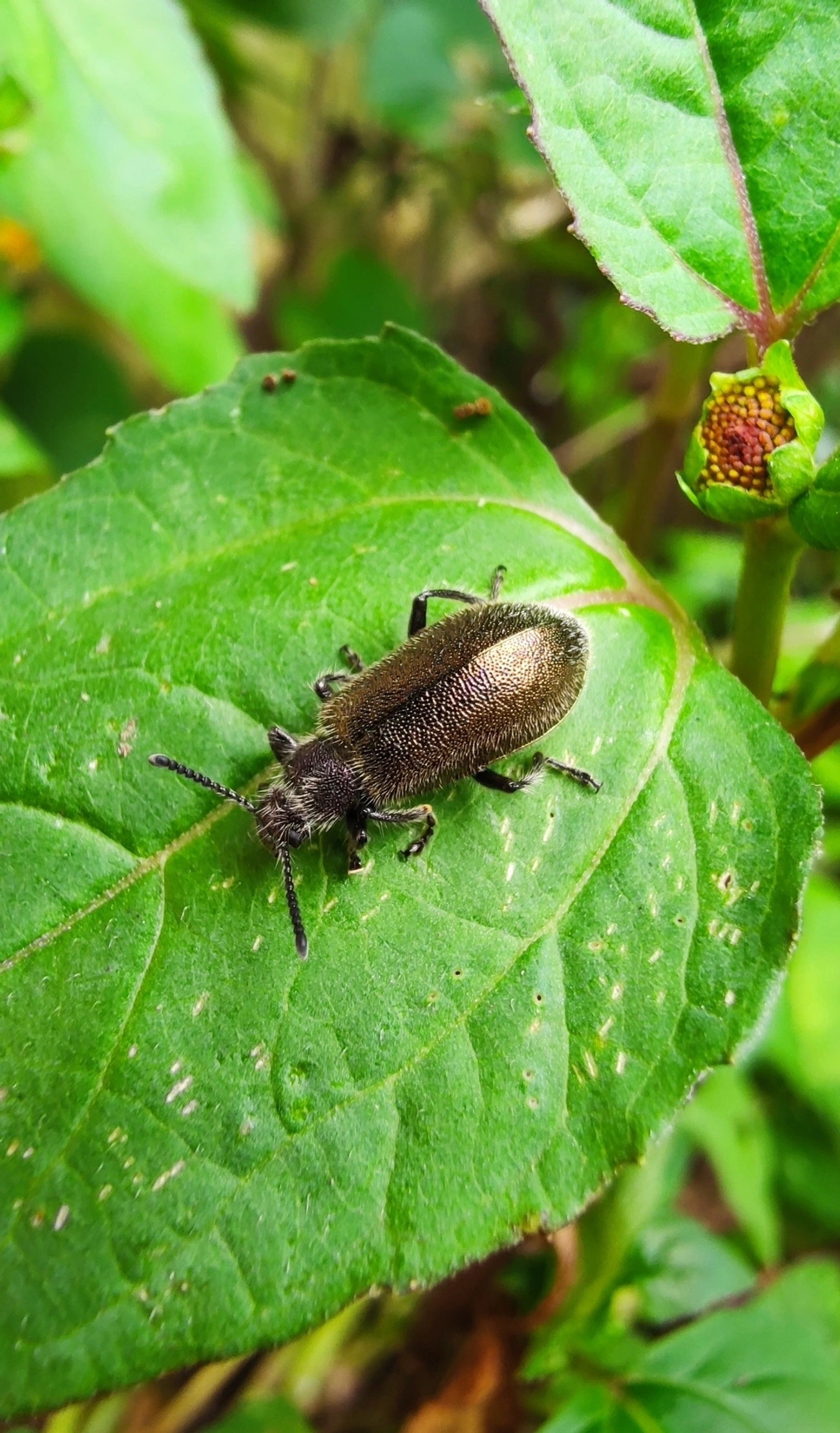 Bicho-capixaba (Lagria villosa), insetos, fotografado em Maresias, São Sebastião