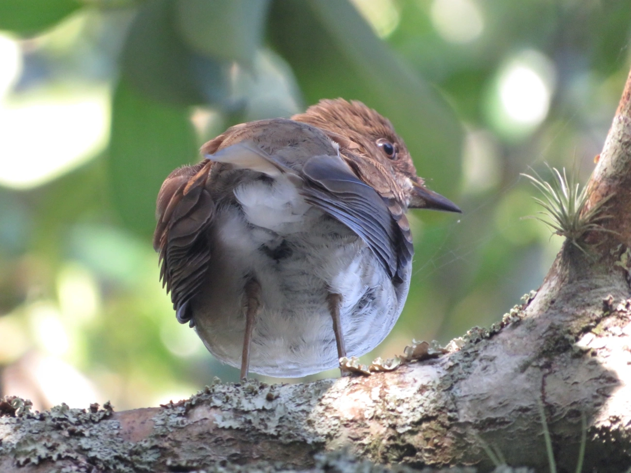 Sabiá-poca (Turdus amaurochalinus), aves, fotografado em Maresias, São Sebastião
