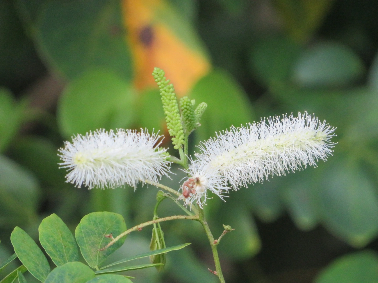 Sabiá (Mimosa caesalpiniifolia), plantas, fotografado em Maresias, São Sebastião