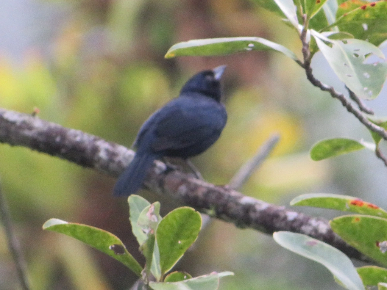 Tiê-preto (Tachyphonus coronatus), aves, fotografado em Maresias, São Sebastião