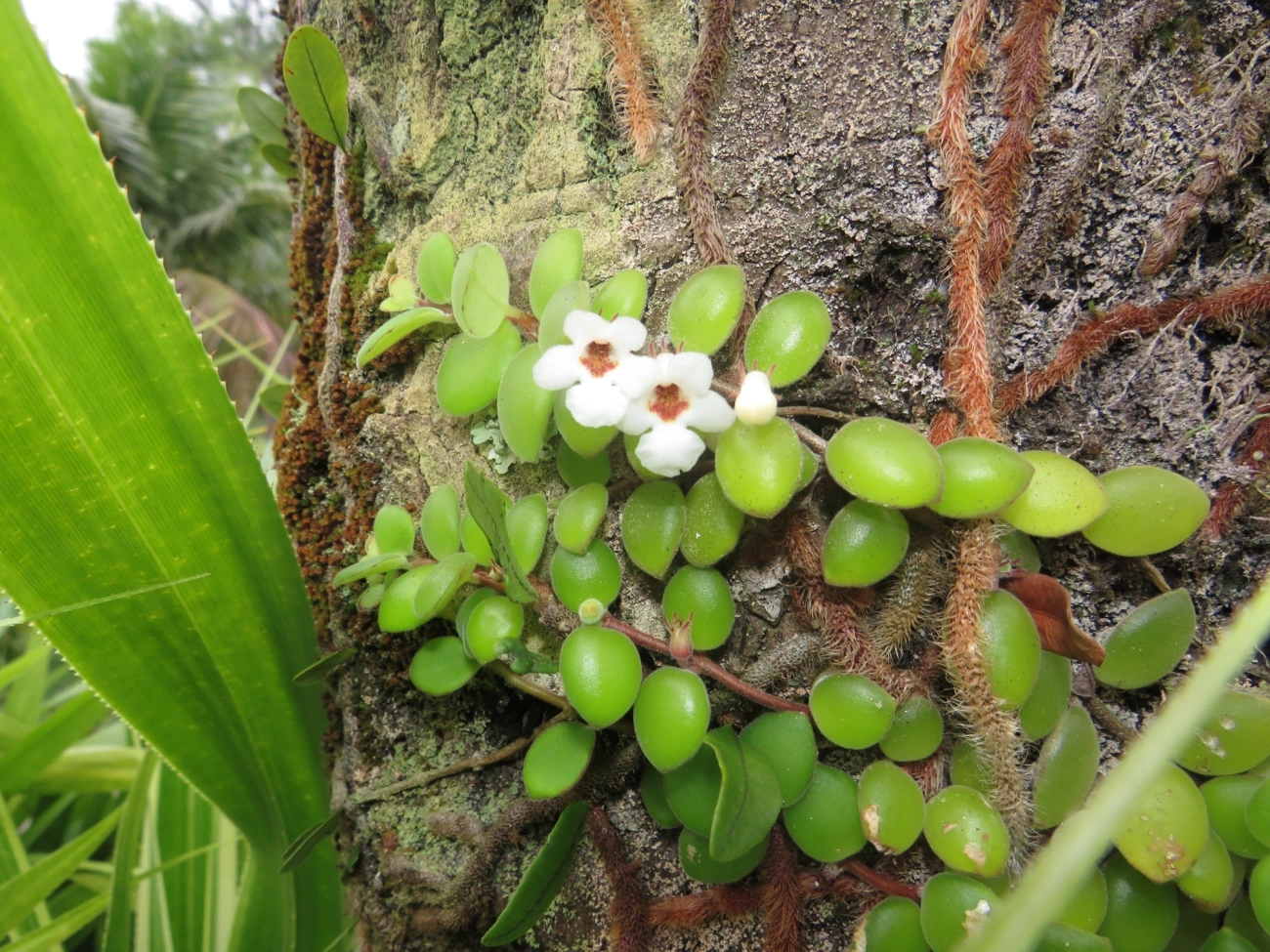 Codonanthe devosiana, plantas, fotografado em Maresias, São Sebastião