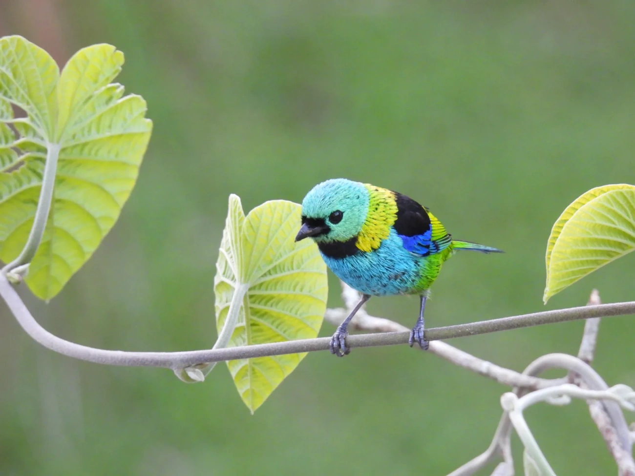 Saíra-sete-cores (Tangara seledon), aves, fotografado em Maresias, São Sebastião