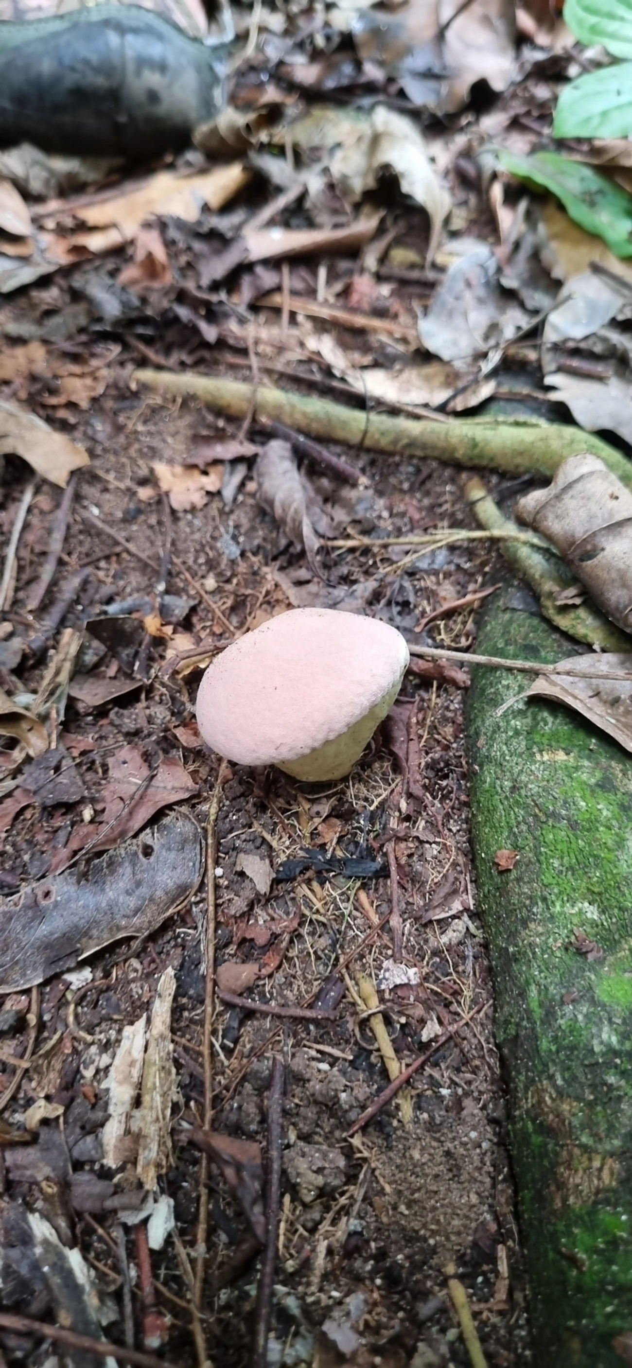 Lycoperdaceae, fungos, fotografado em Maresias, São Sebastião