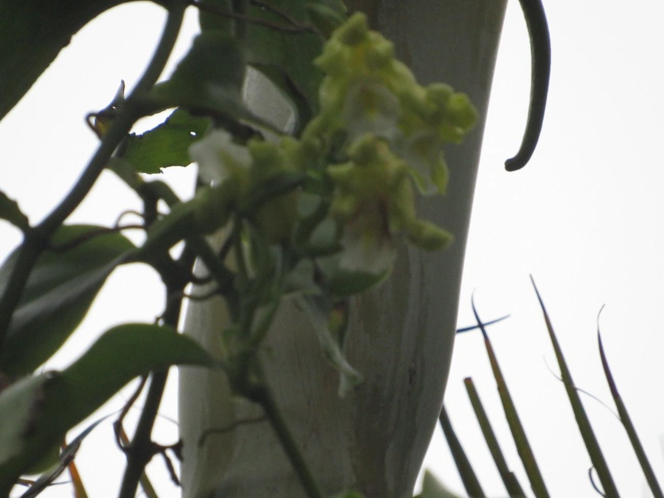 Baunilha (Vanilla arcuata), plantas, fotografado em Maresias, São Sebastião