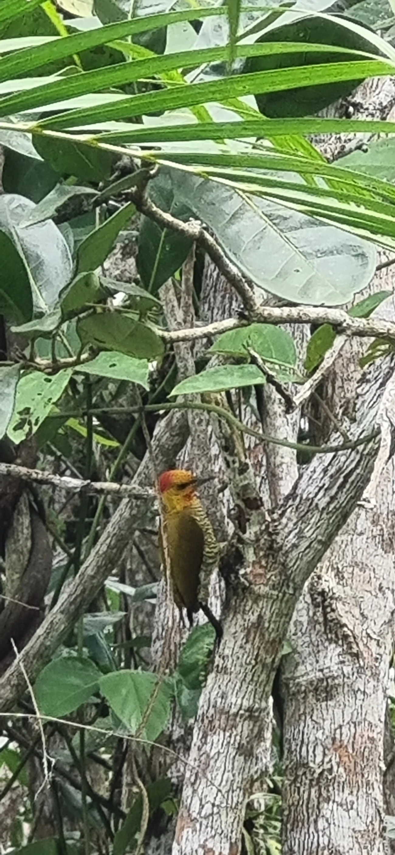 Pica-pau-bufador (Piculus flavigula), aves, fotografado em Maresias, São Sebastião