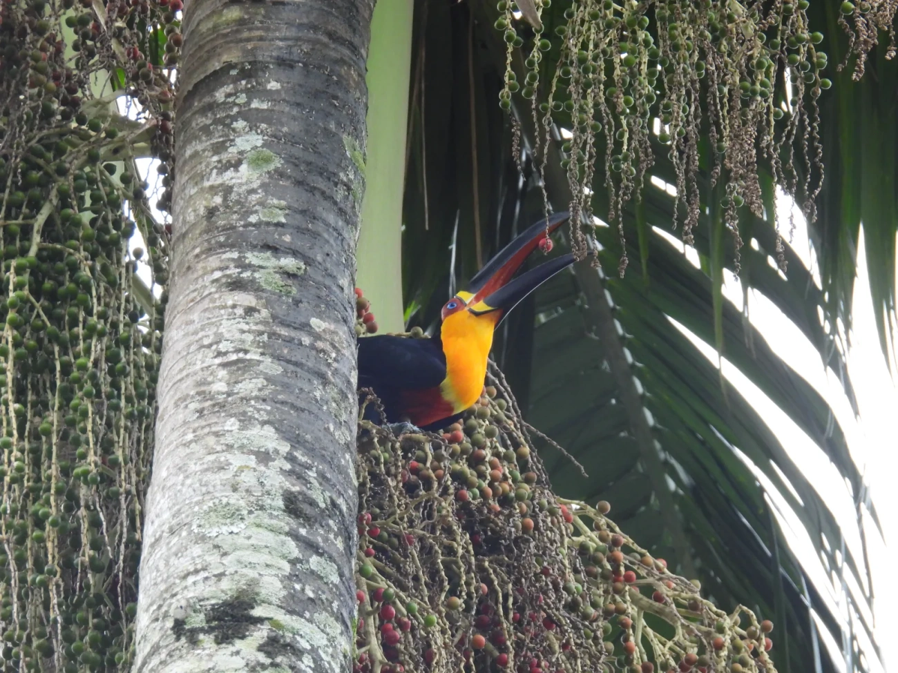 Tucano-de-ariel (Ramphastos vitellinus), aves, fotografado em Maresias, São Sebastião