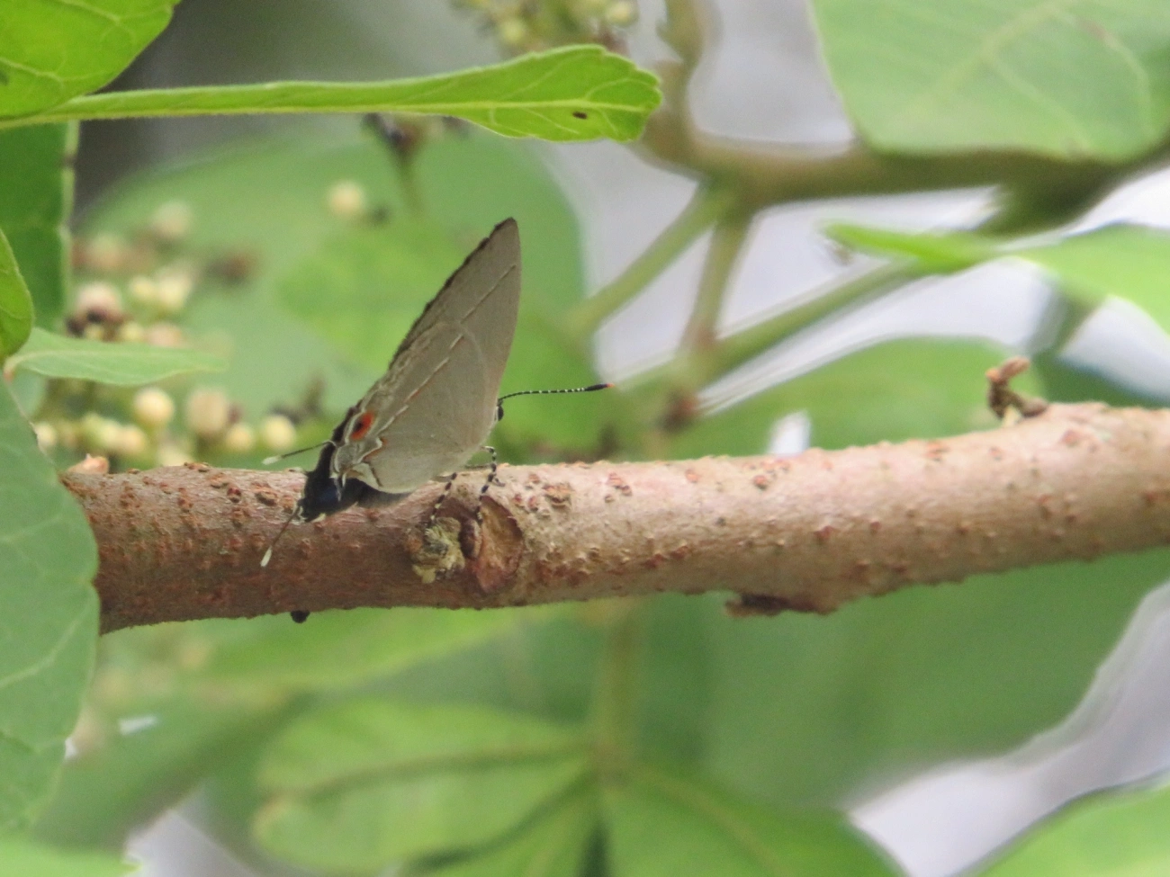 Nicolaea lemuria, insetos, fotografado em Maresias, São Sebastião