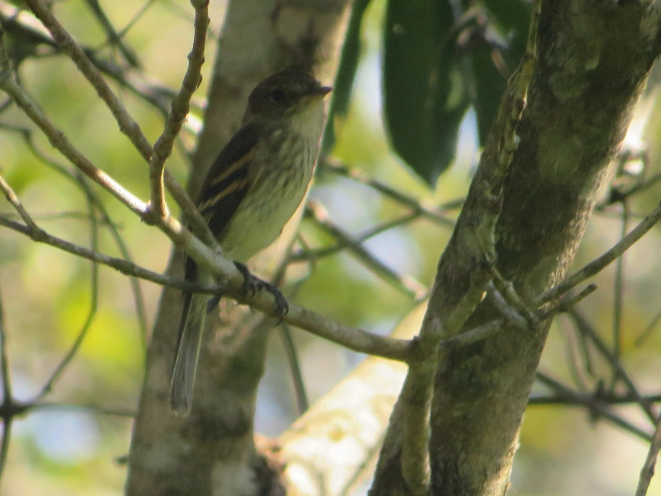 Filipe (Myiophobus fasciatus), aves, fotografado em Maresias, São Sebastião