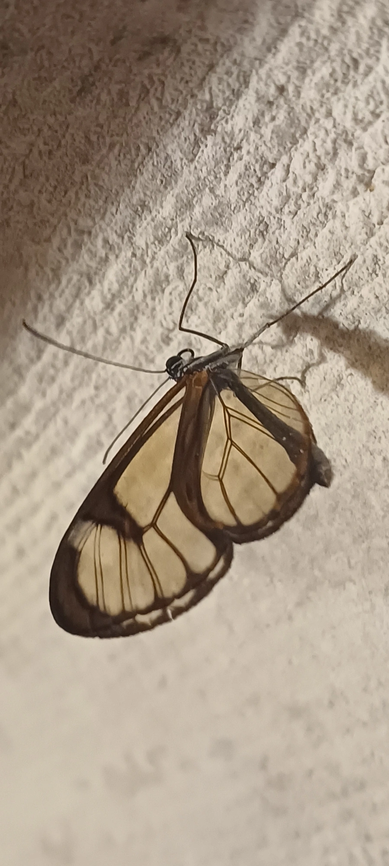 Asas-de-Vidro e Afins (Ithomiini), insetos, fotografado em Cunha