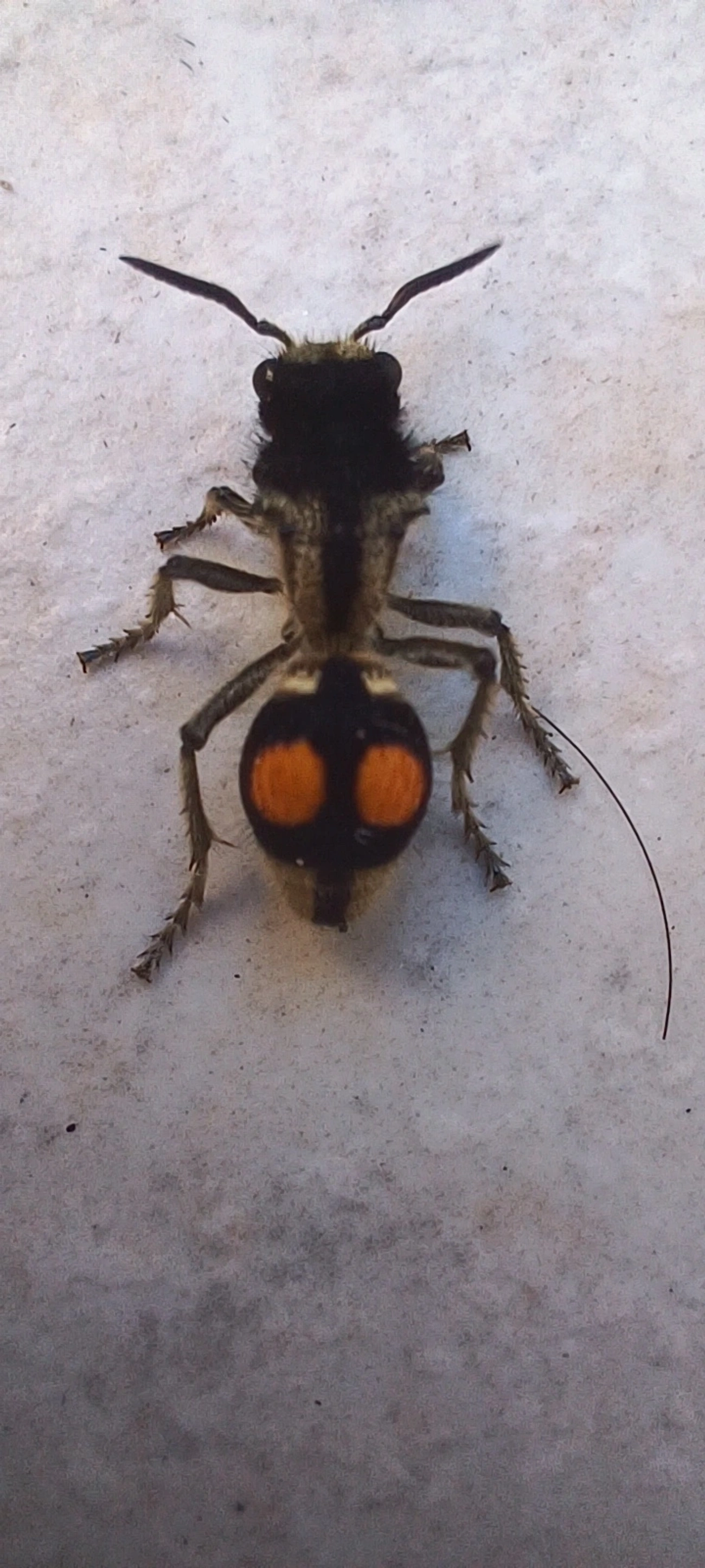 Formiga-feiticeira (Hoplomutilla spinosa), insetos, fotografado em Maresias, São Sebastião