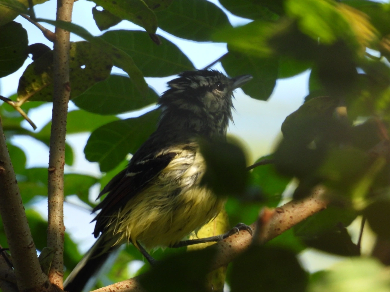 Chorozinho-de-Asa-Vermelha (Herpsilochmus rufimarginatus), aves, fotografado em Maresias, São Sebastião