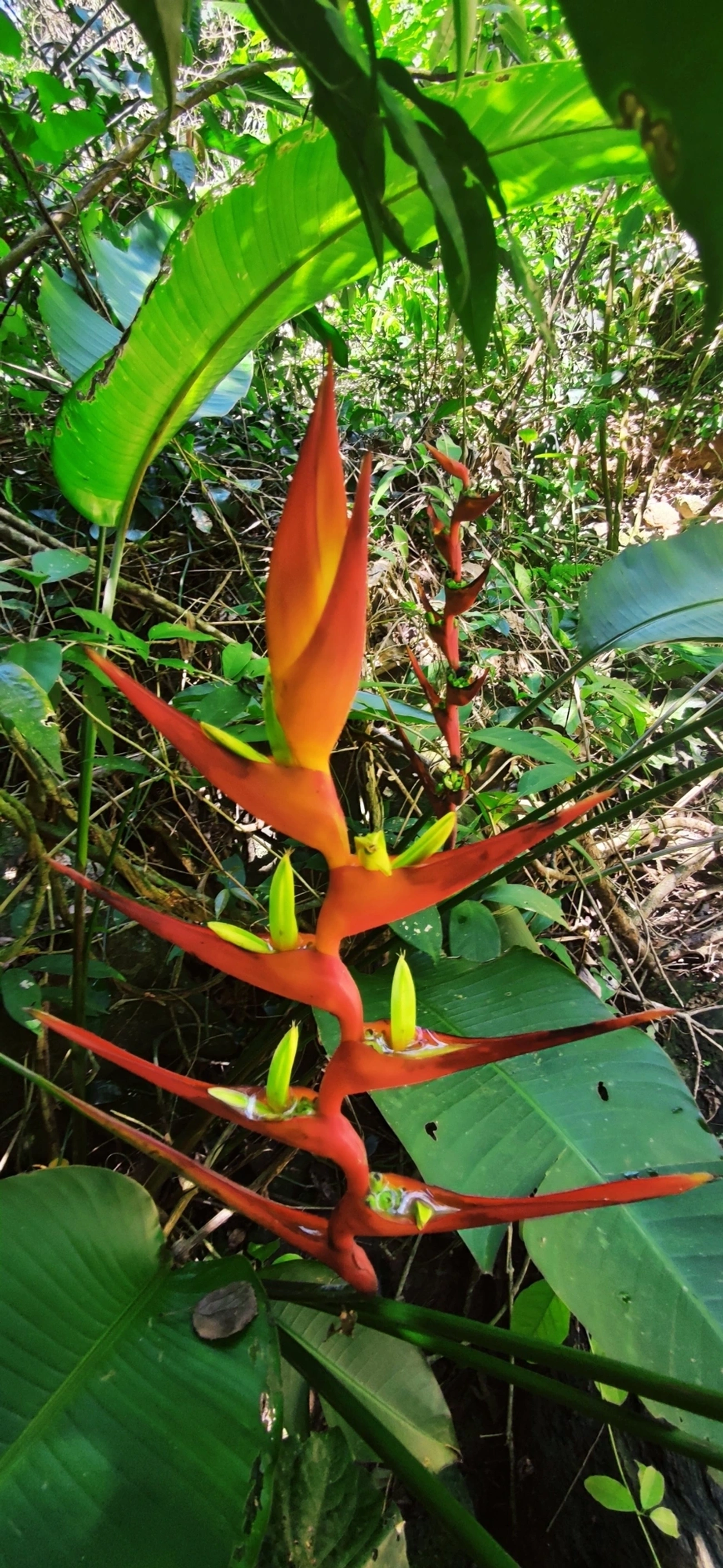 Helicônia-asa-de-arara (Heliconia latispatha), plantas, fotografado em Maresias, São Sebastião