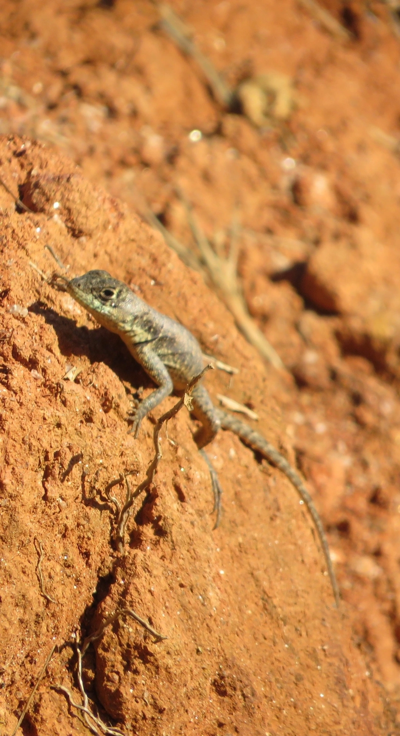 Calango (Tropidurus torquatus), répteis, fotografado em Maresias, São Sebastião