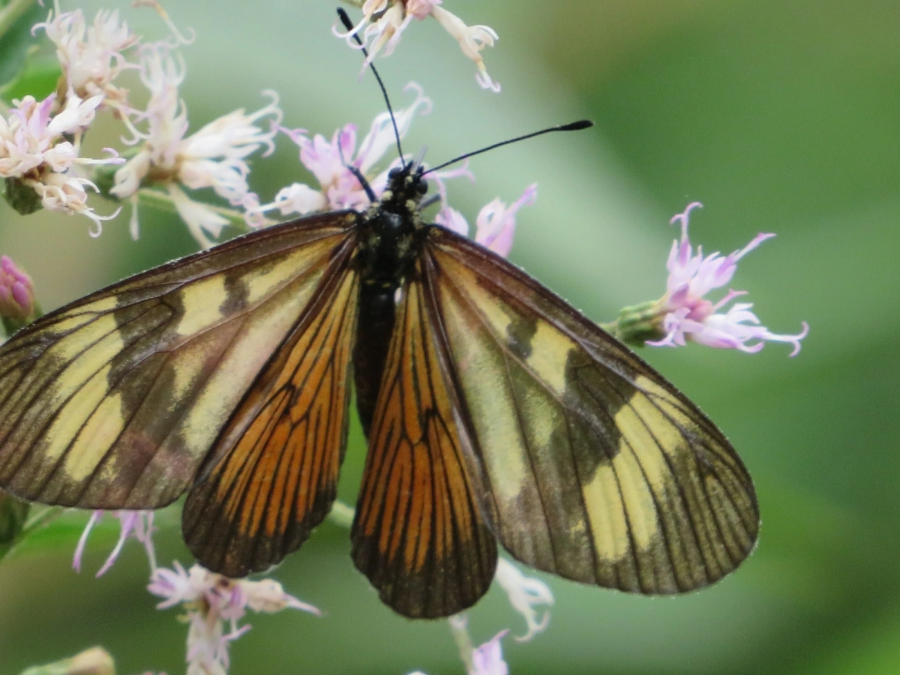 Actinote melanisans, insetos, fotografado em Maresias, São Sebastião
