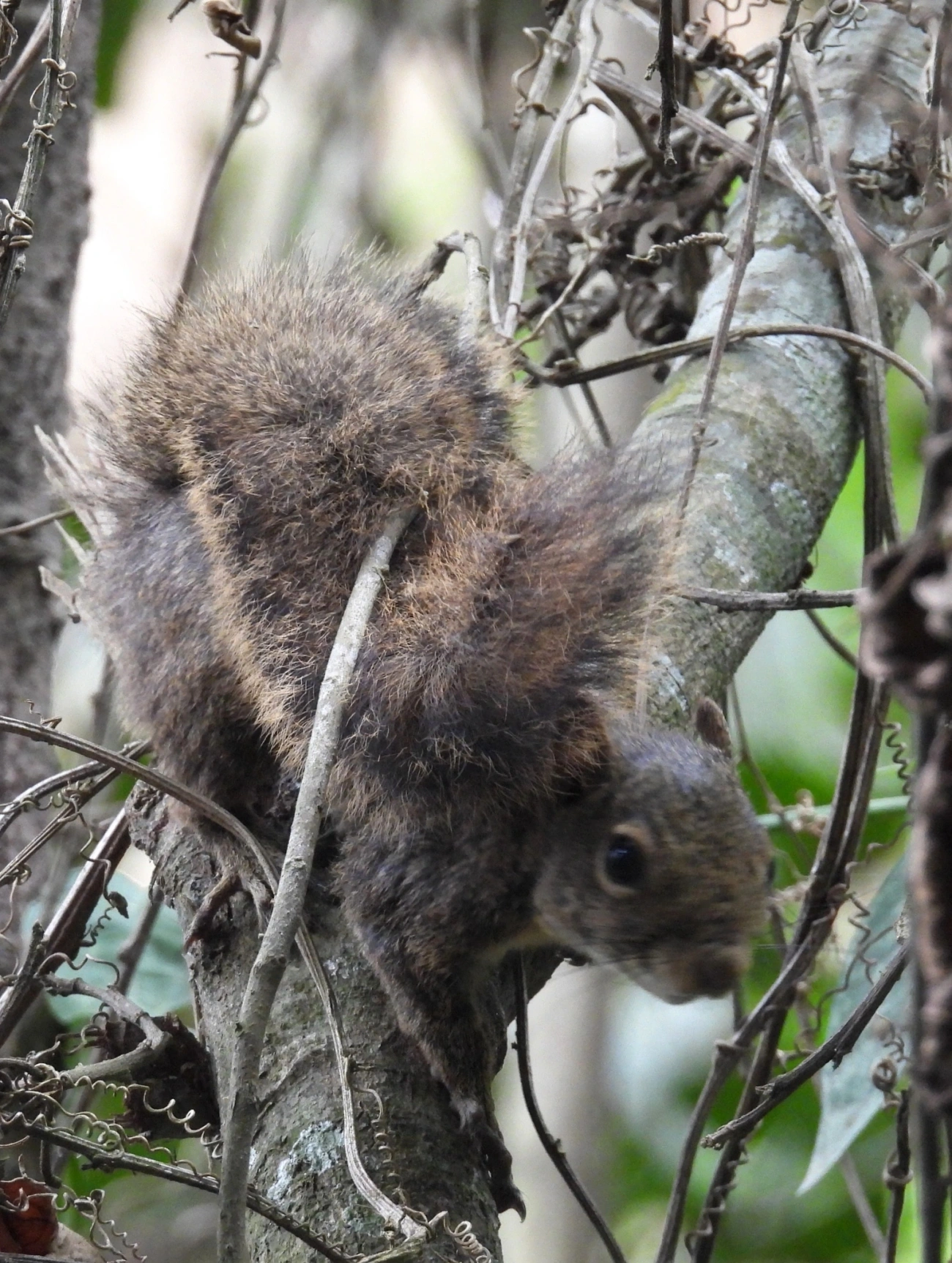 Caxinguelê (Sciurus brasiliensis), mamíferos, fotografado em Santa Isabel