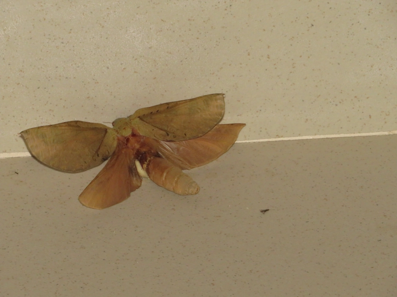 Mariposa-fantasma (Trichophassus giganteus), insetos, fotografado em Maresias, São Sebastião