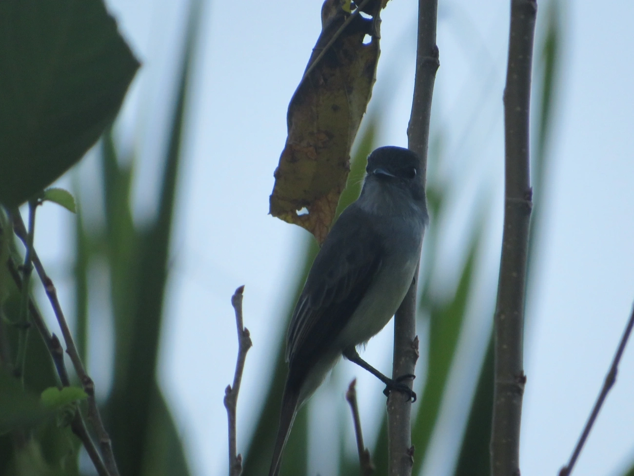 Marias-Cavaleiras e Afins (Myiarchus), aves, fotografado em Maresias, São Sebastião