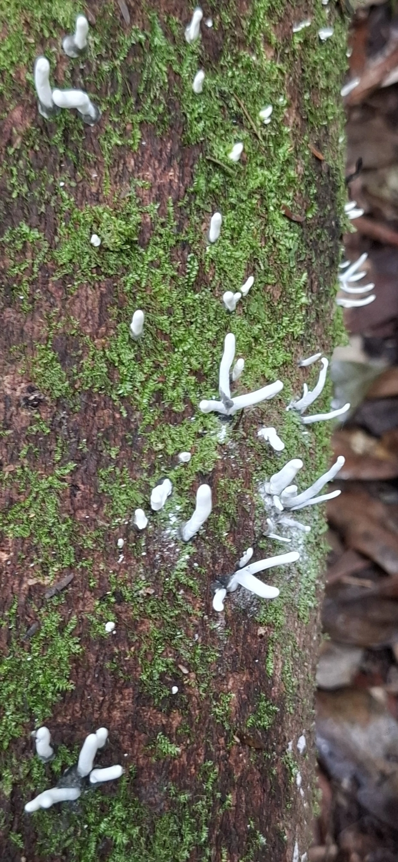 Xylaria, fungos, fotografado em Maresias, São Sebastião