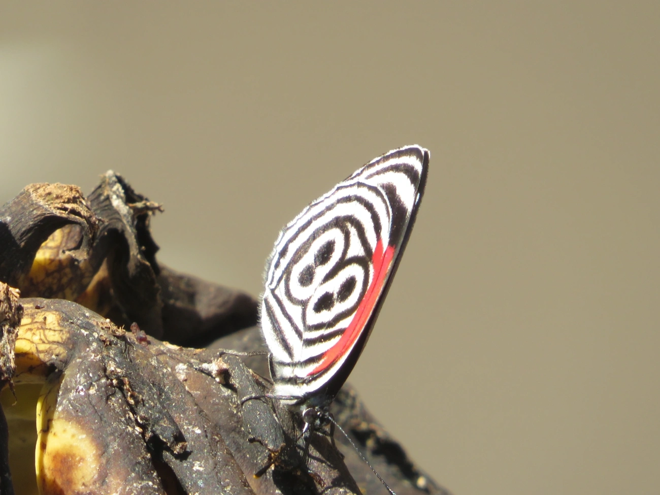 Borboleta-oitenta-e-oito (Diaethria clymena), insetos, fotografado em Maresias, São Sebastião