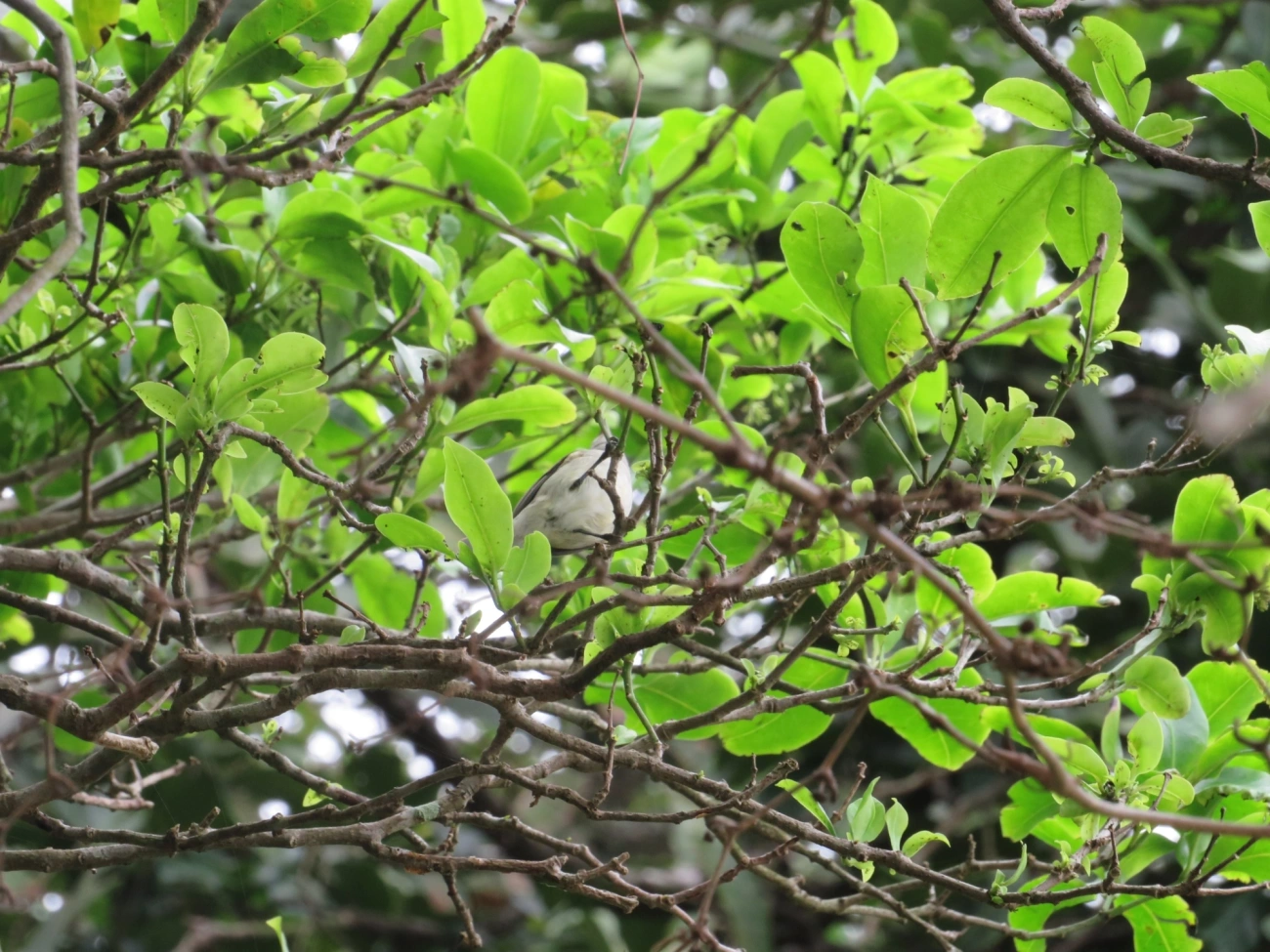 Risadinha (Camptostoma obsoletum), aves, fotografado em Maresias, São Sebastião