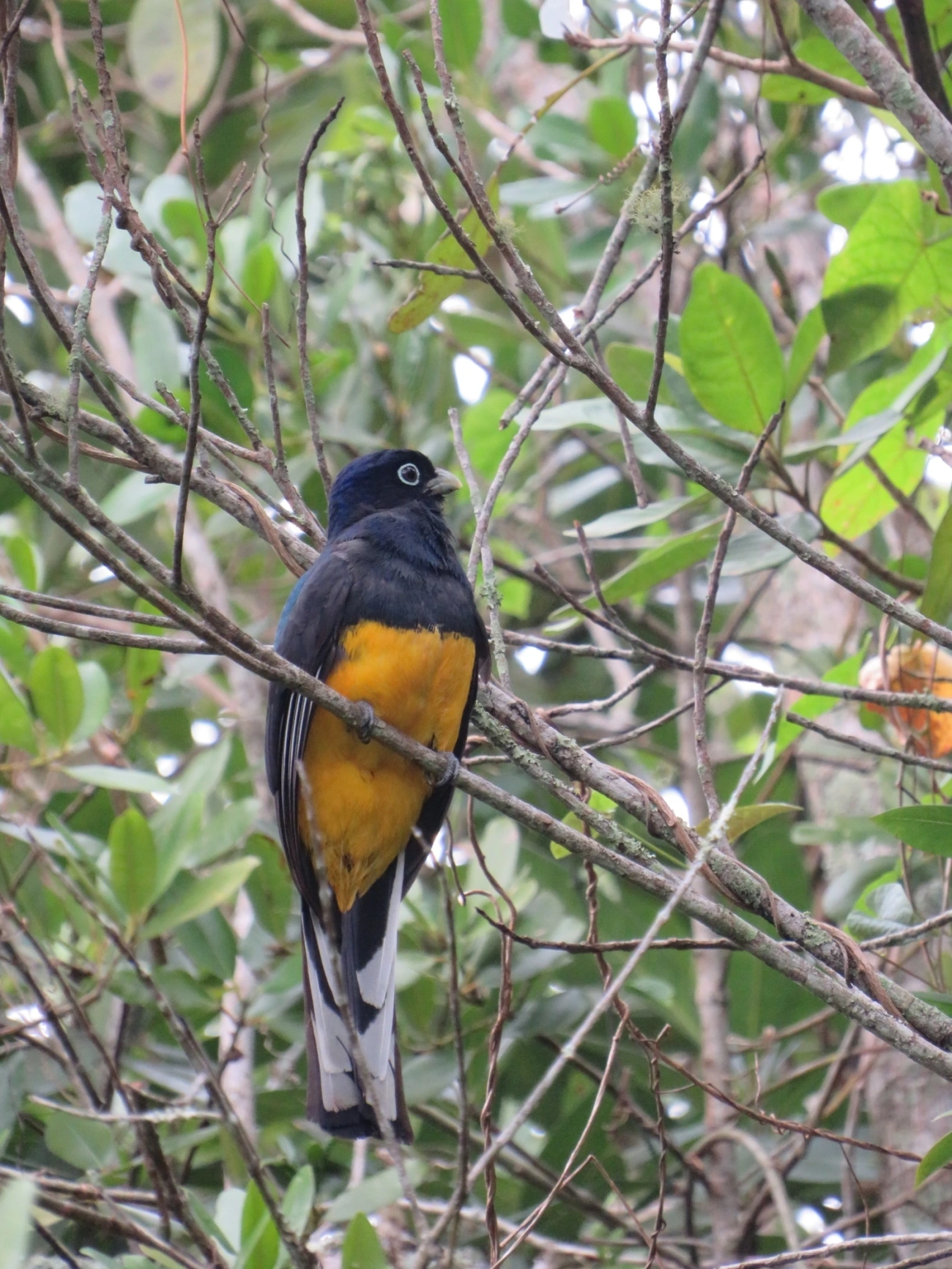Surucuá-de-barriga-amarela (Trogon viridis), aves, fotografado em Maresias, São Sebastião