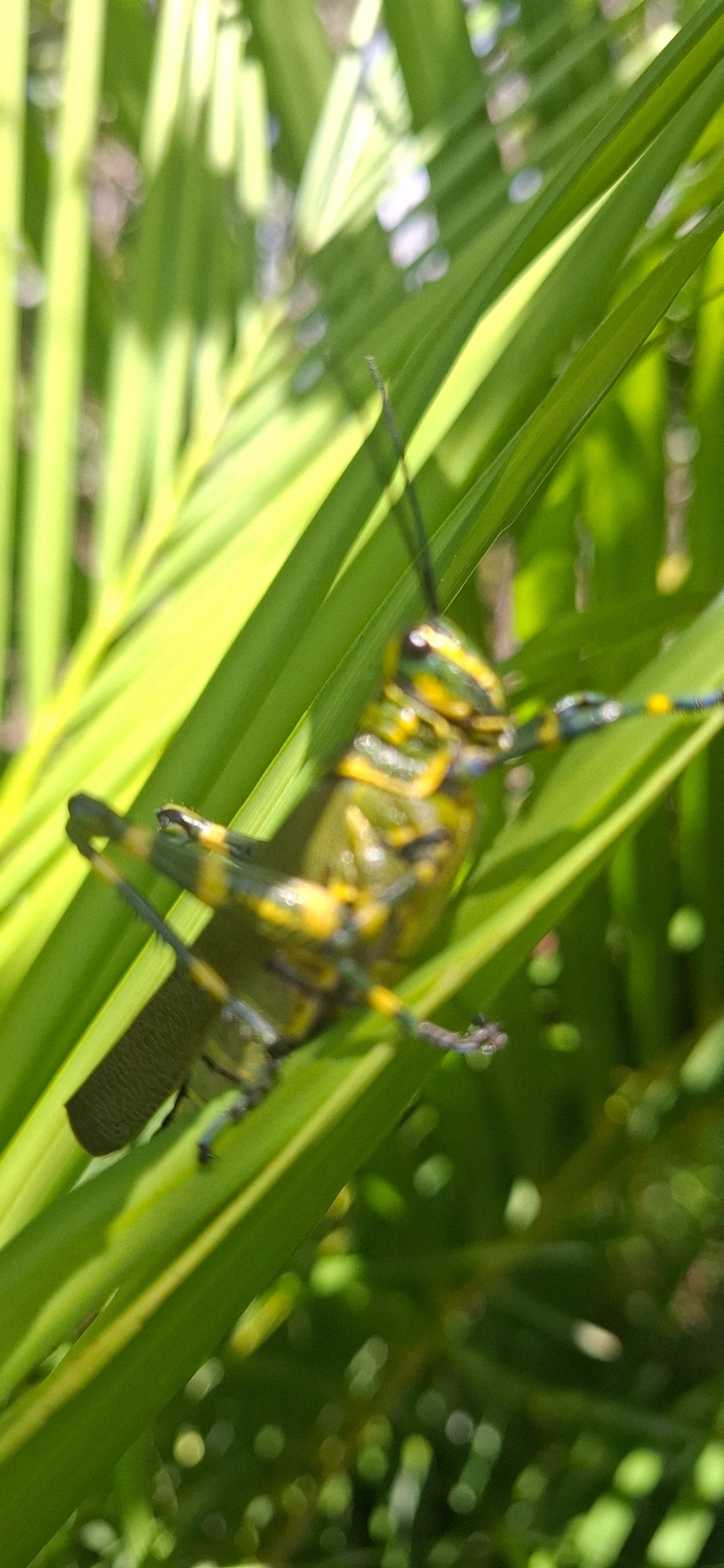 Gafanhoto-soldado (Chromacris speciosa), insetos, fotografado em Maresias, São Sebastião