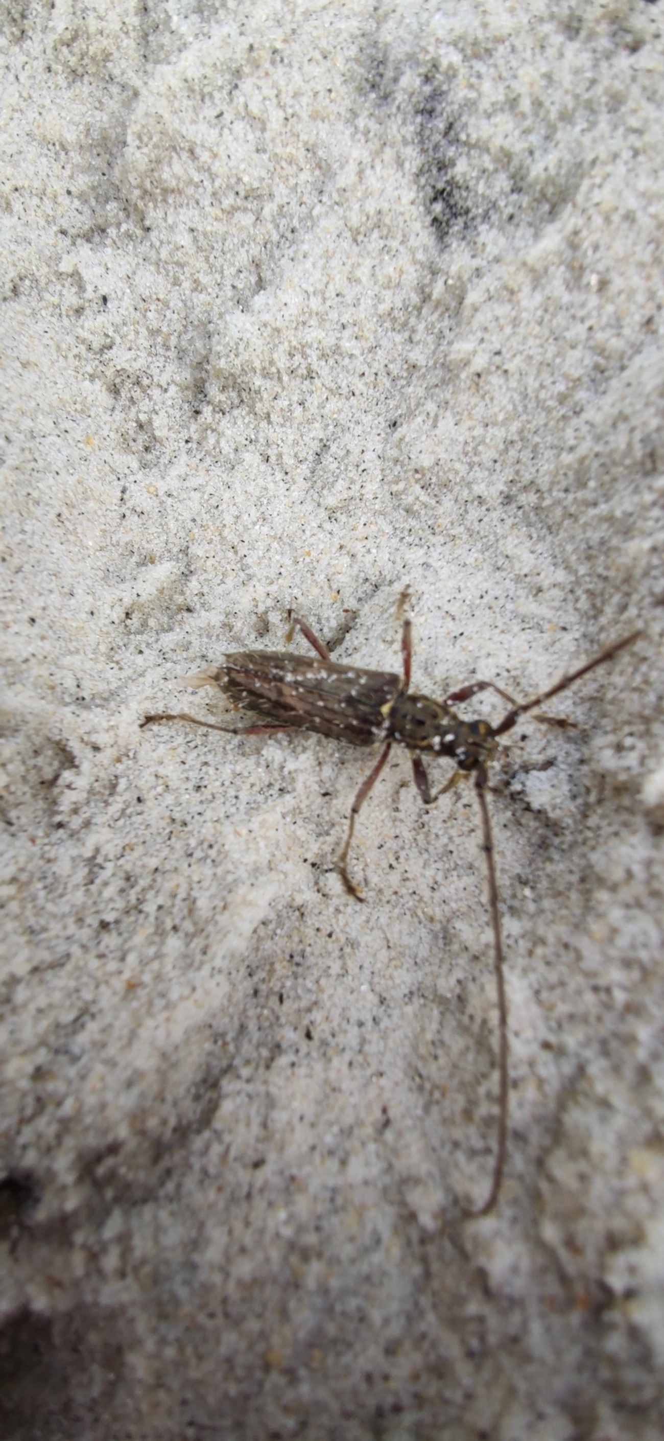 Besouro-serra-pau (Eurysthea lacordairei), insetos, fotografado em Maresias, São Sebastião