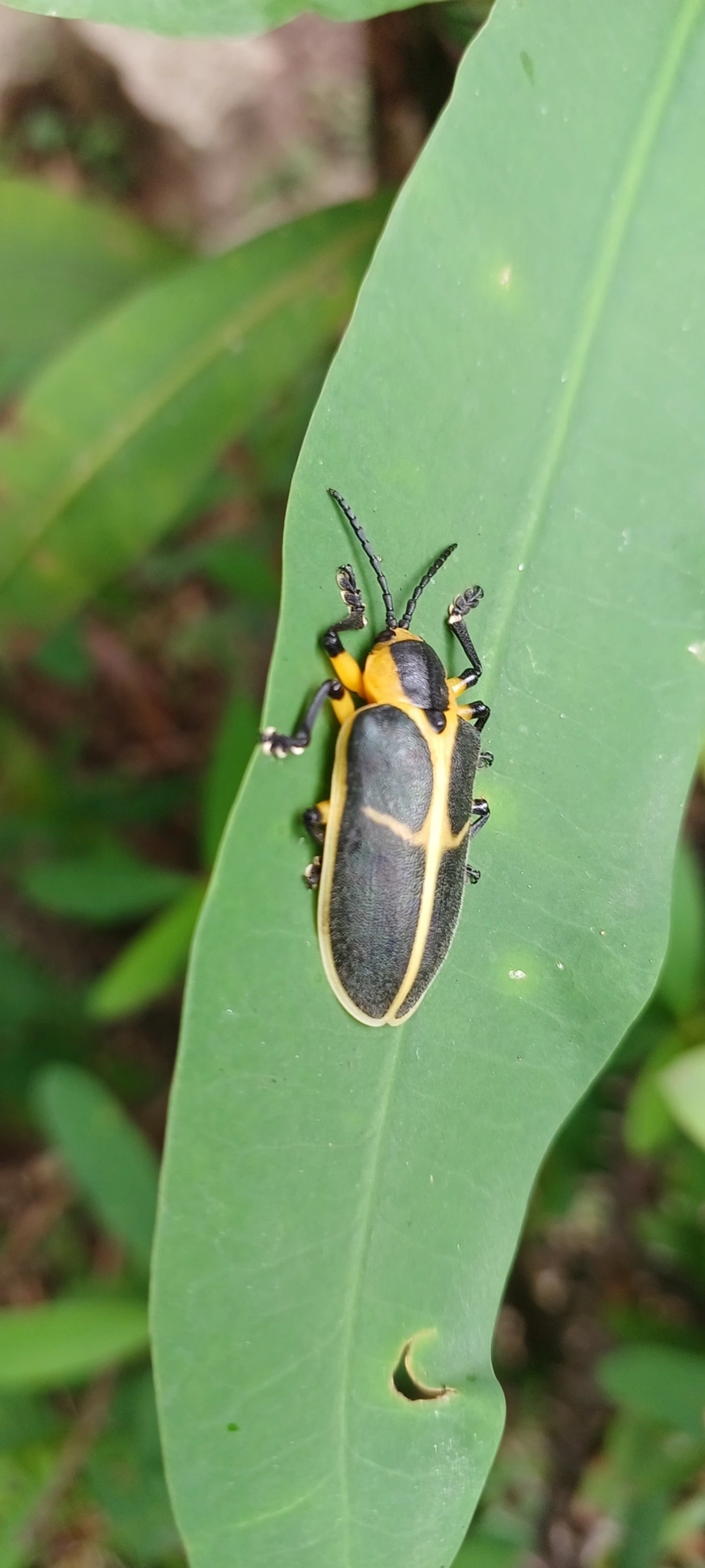 Mecistomela marginata, insetos, fotografado em Perequê, Ilhabela