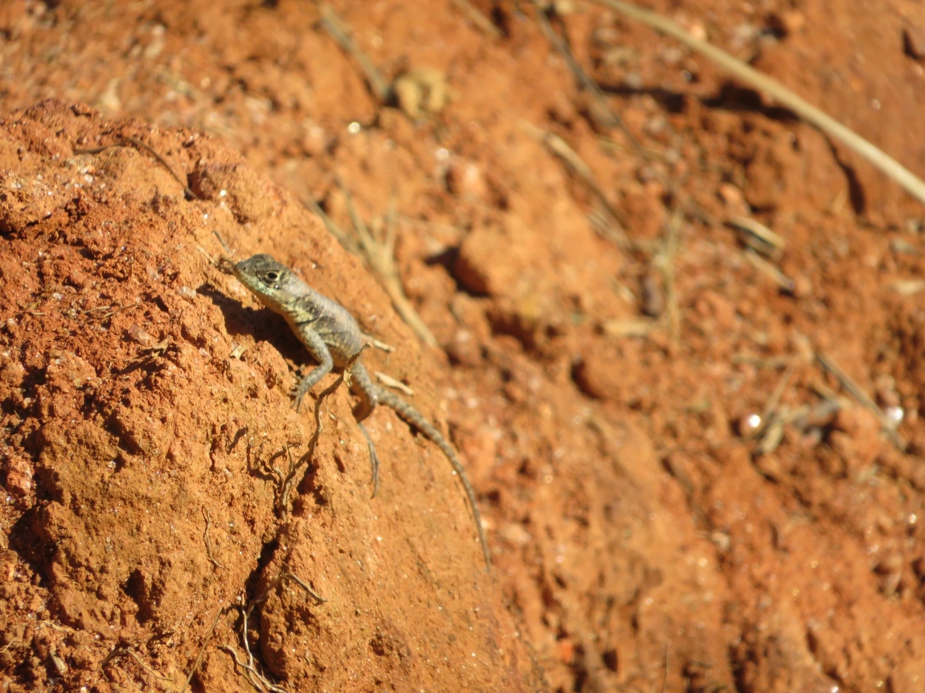 Calango (Tropidurus torquatus), répteis, fotografado em Maresias, São Sebastião