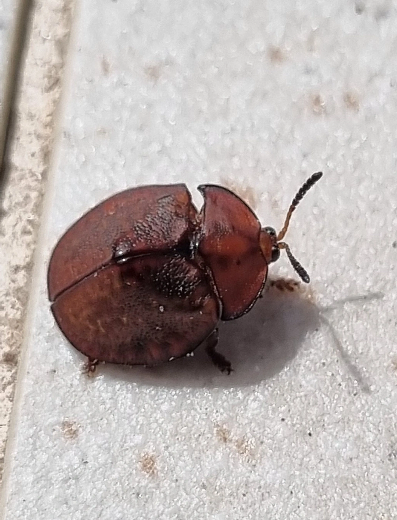 Chelymorpha, insetos, fotografado em Maresias, São Sebastião
