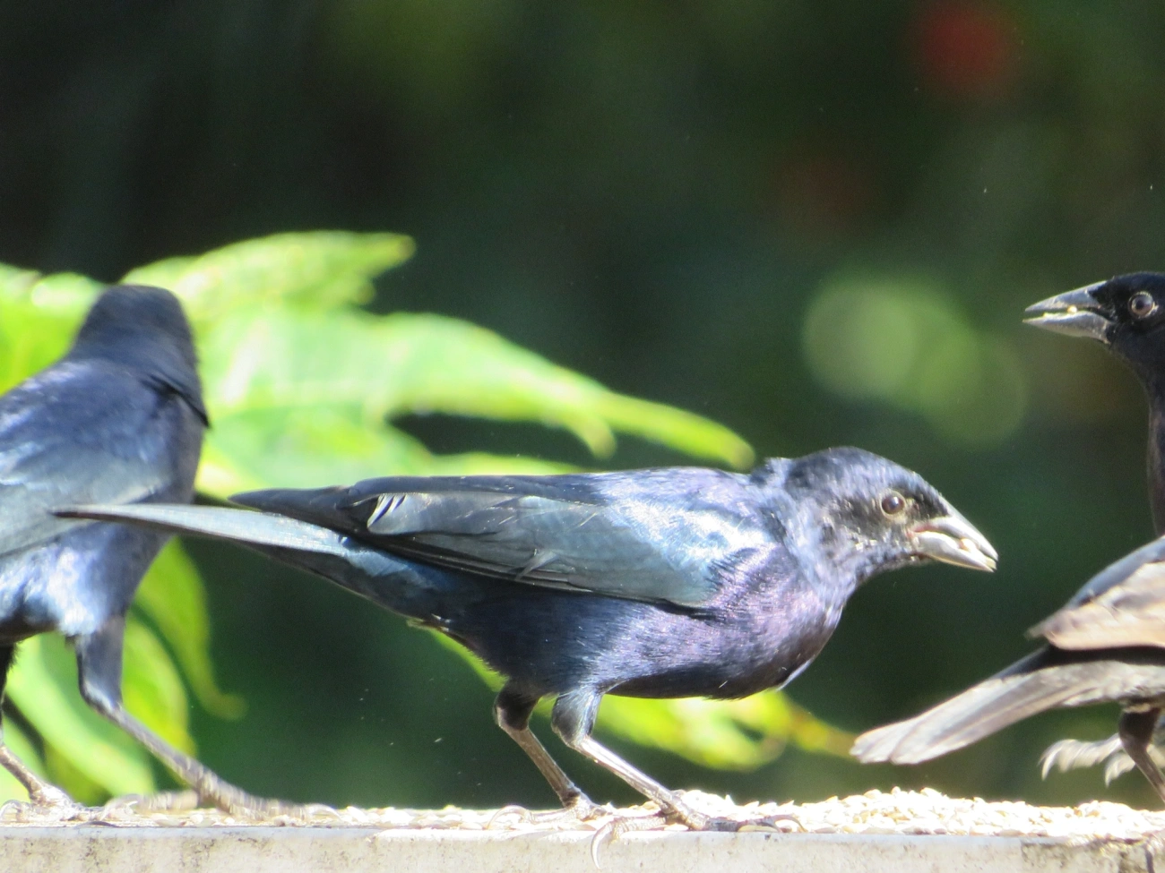 Chupim (Molothrus bonariensis), aves, fotografado em Maresias, São Sebastião
