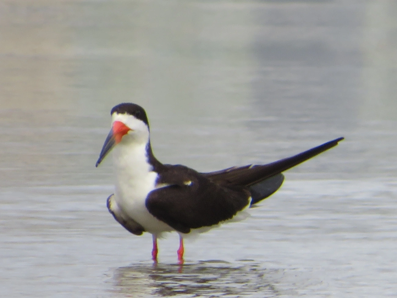 Talha-mar (Rynchops niger), aves, fotografado em Indaiá, Caraguatatuba