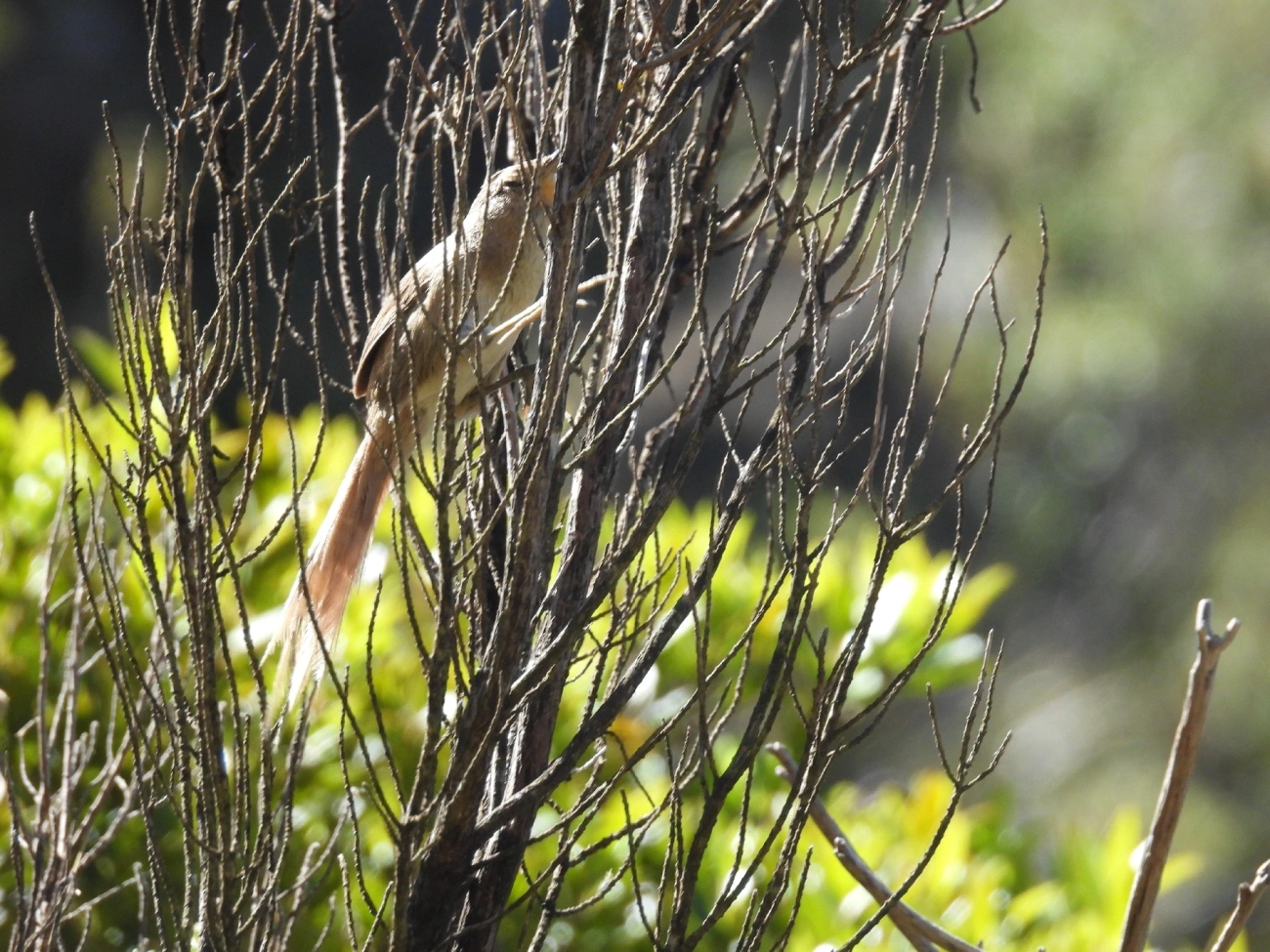 Garrincha-Chorona (Asthenes moreirae), aves, fotografado em Engenheiro Passos
