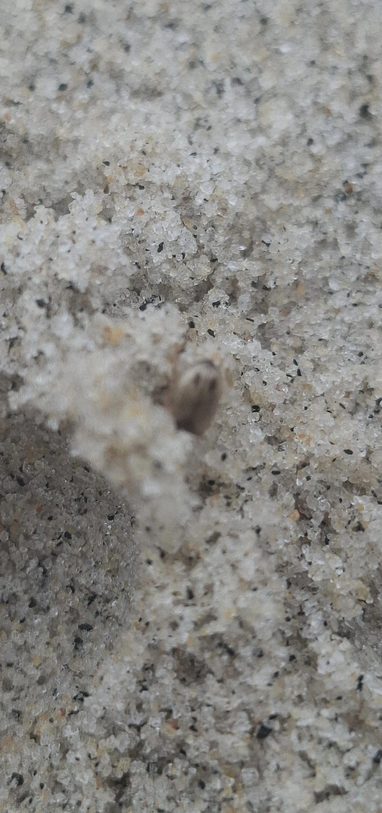 Phaleria, insetos, fotografado em Maresias, São Sebastião