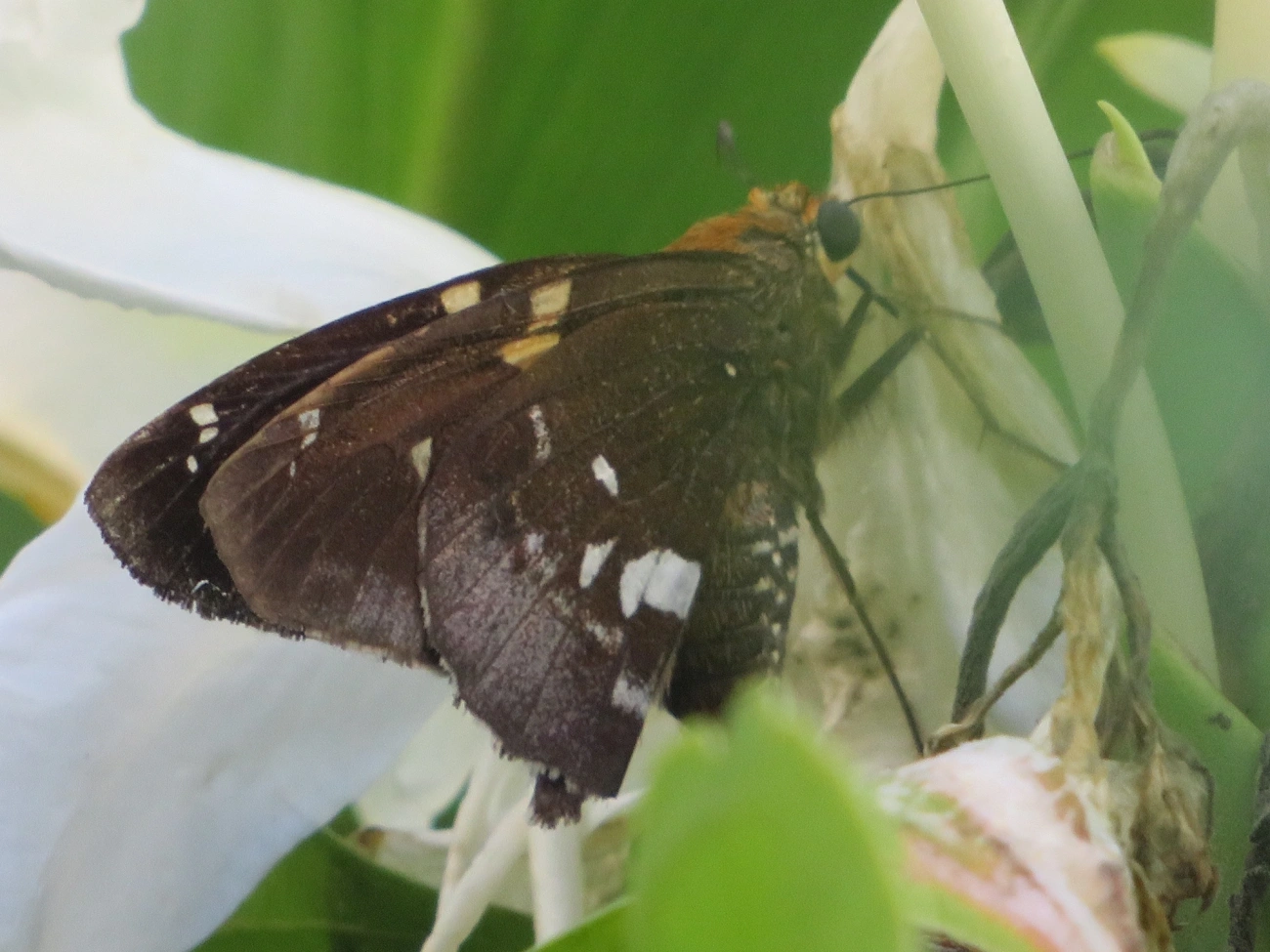 Epargyreus, insetos, fotografado em Maresias, São Sebastião