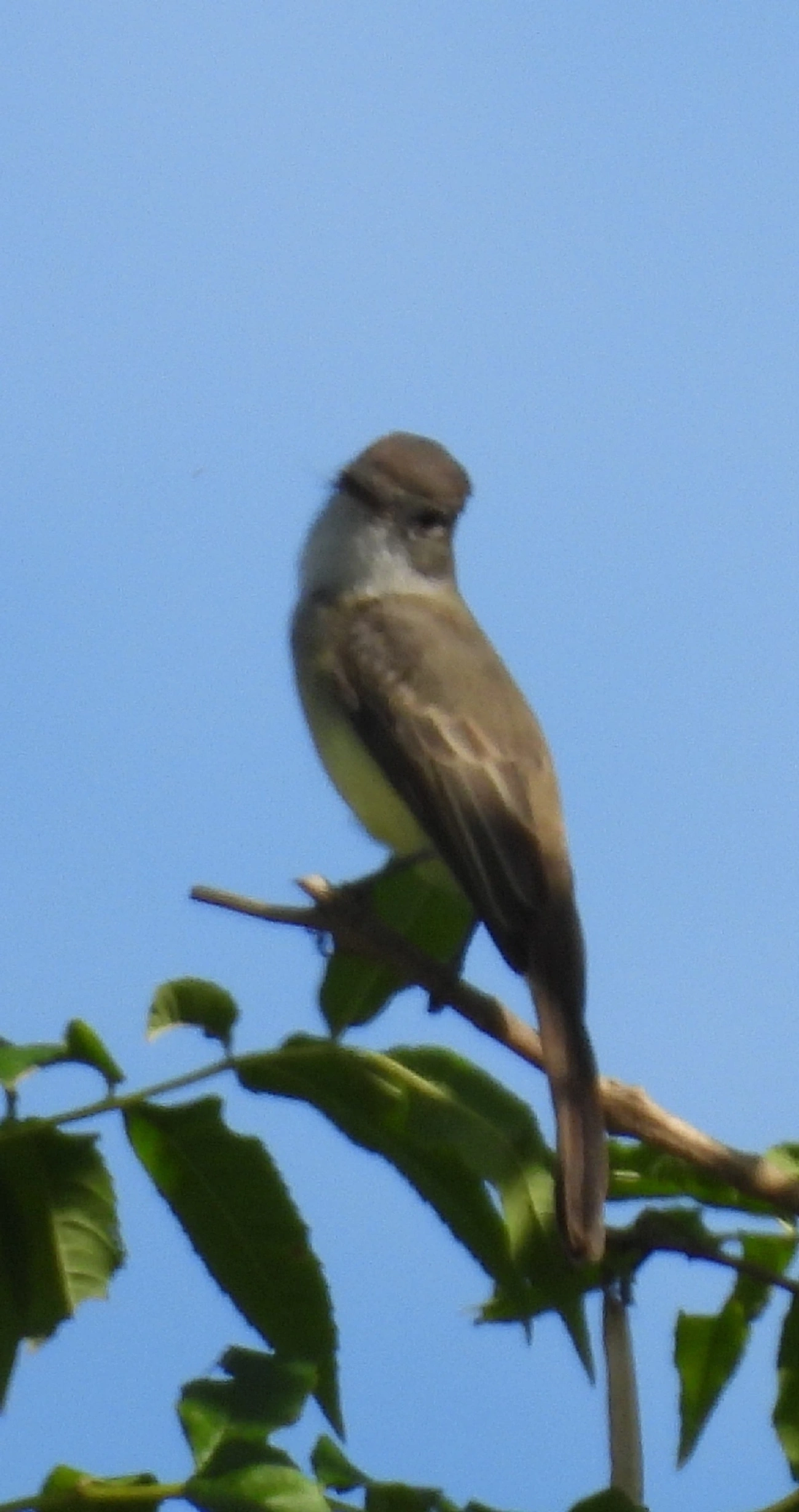 Maria-cavaleira (Myiarchus ferox), aves, fotografado em Bragança Paulista