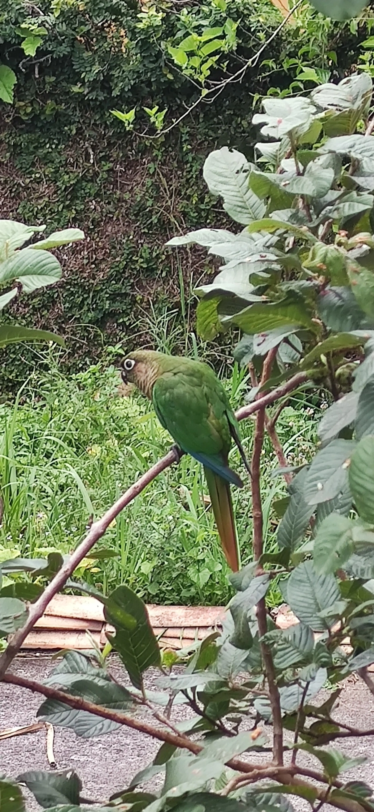 Tiriba-de-testa-vermelha (Pyrrhura frontalis), aves, fotografado em Maresias, São Sebastião