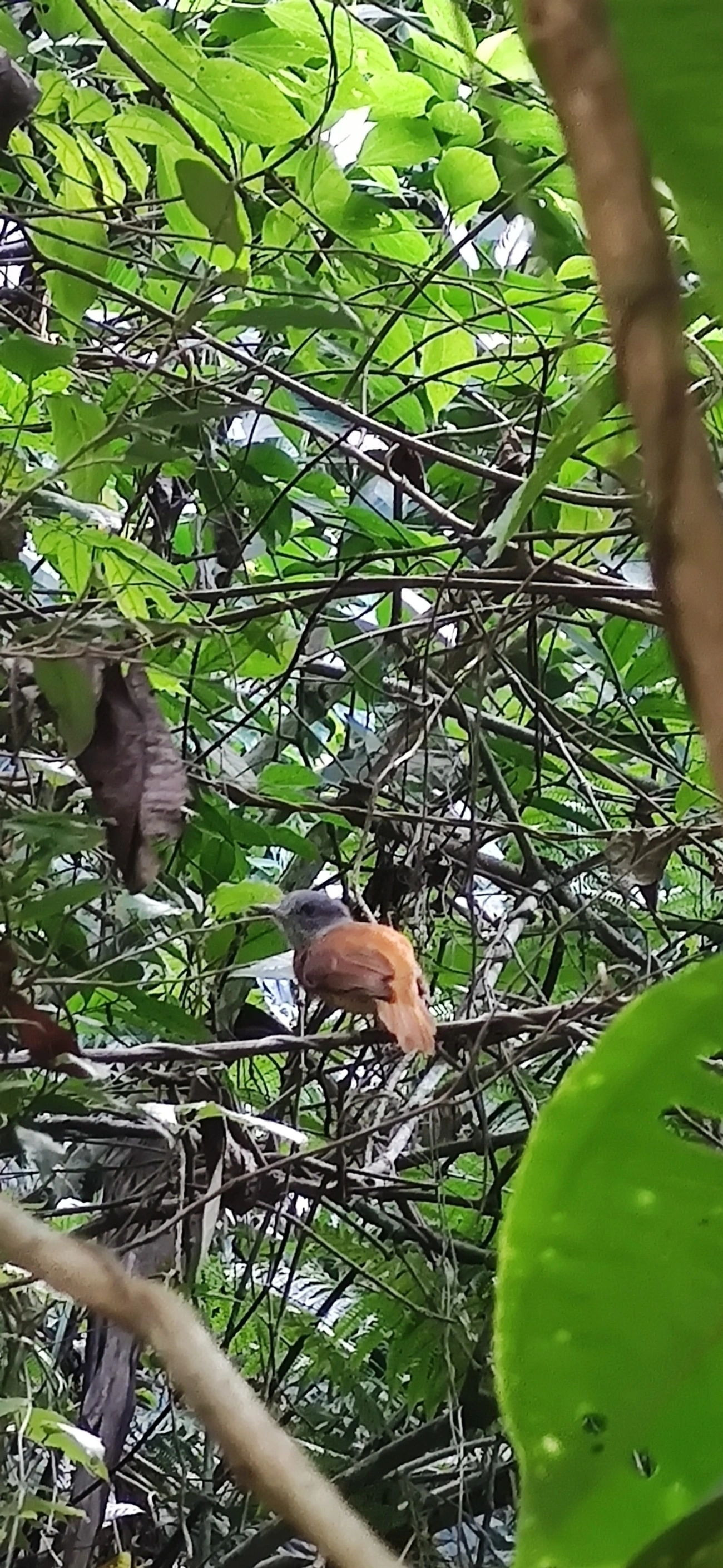 Capitão-de-saíra (Attila rufus), aves, fotografado em Maresias, São Sebastião