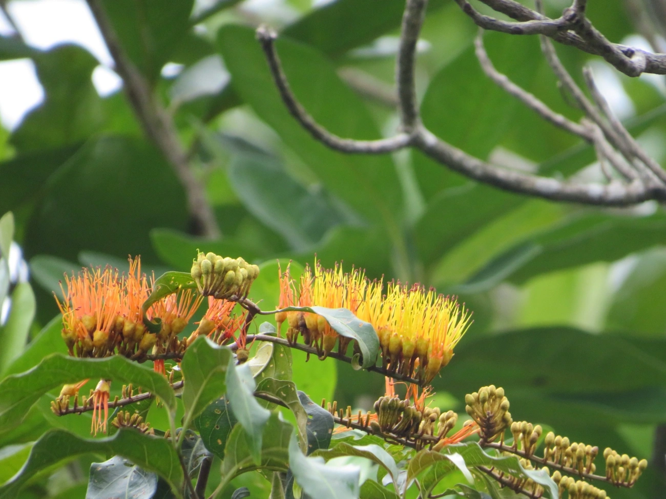 Cipó-de-fogo (Combretum fruticosum), plantas, fotografado em Maresias, São Sebastião