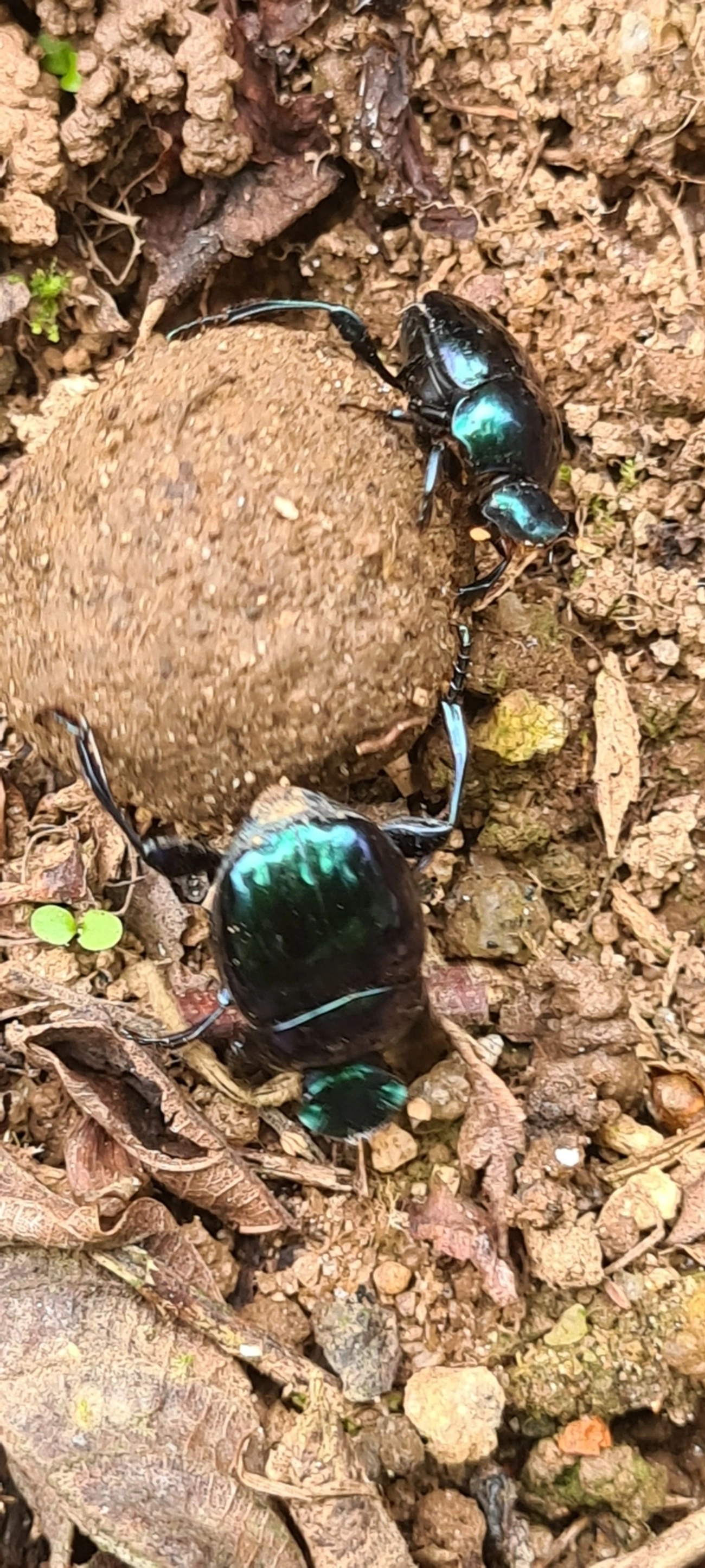 Canthon, insetos, fotografado em Maresias, São Sebastião