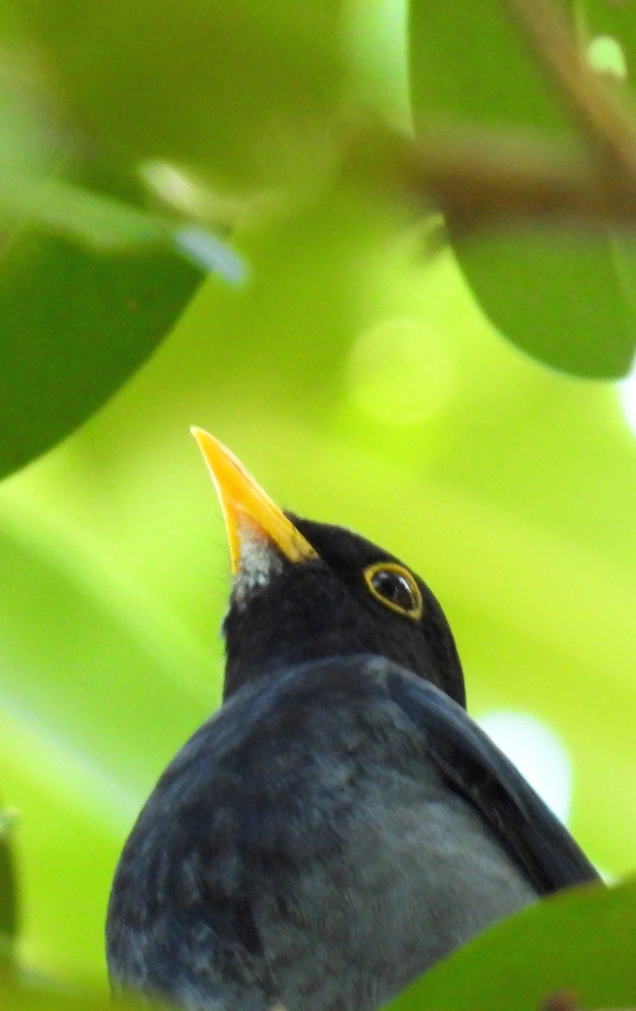 Sabiá-una (Turdus flavipes), aves, fotografado em Maresias, São Sebastião