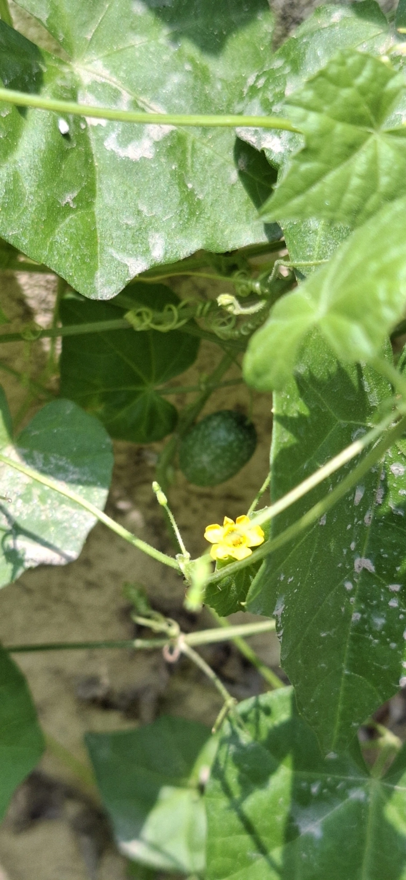 Abóbora-do-mato (Melothria pendula), plantas, fotografado em Maresias, São Sebastião