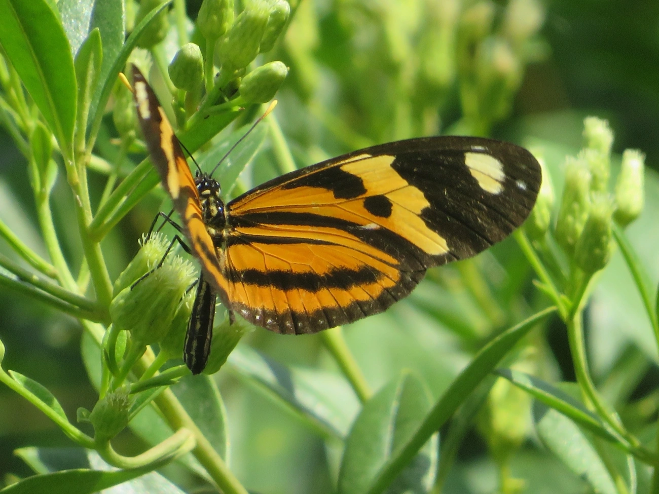 Borboleta-do-maracujá (Eueides isabella), insetos, fotografado em Maresias, São Sebastião